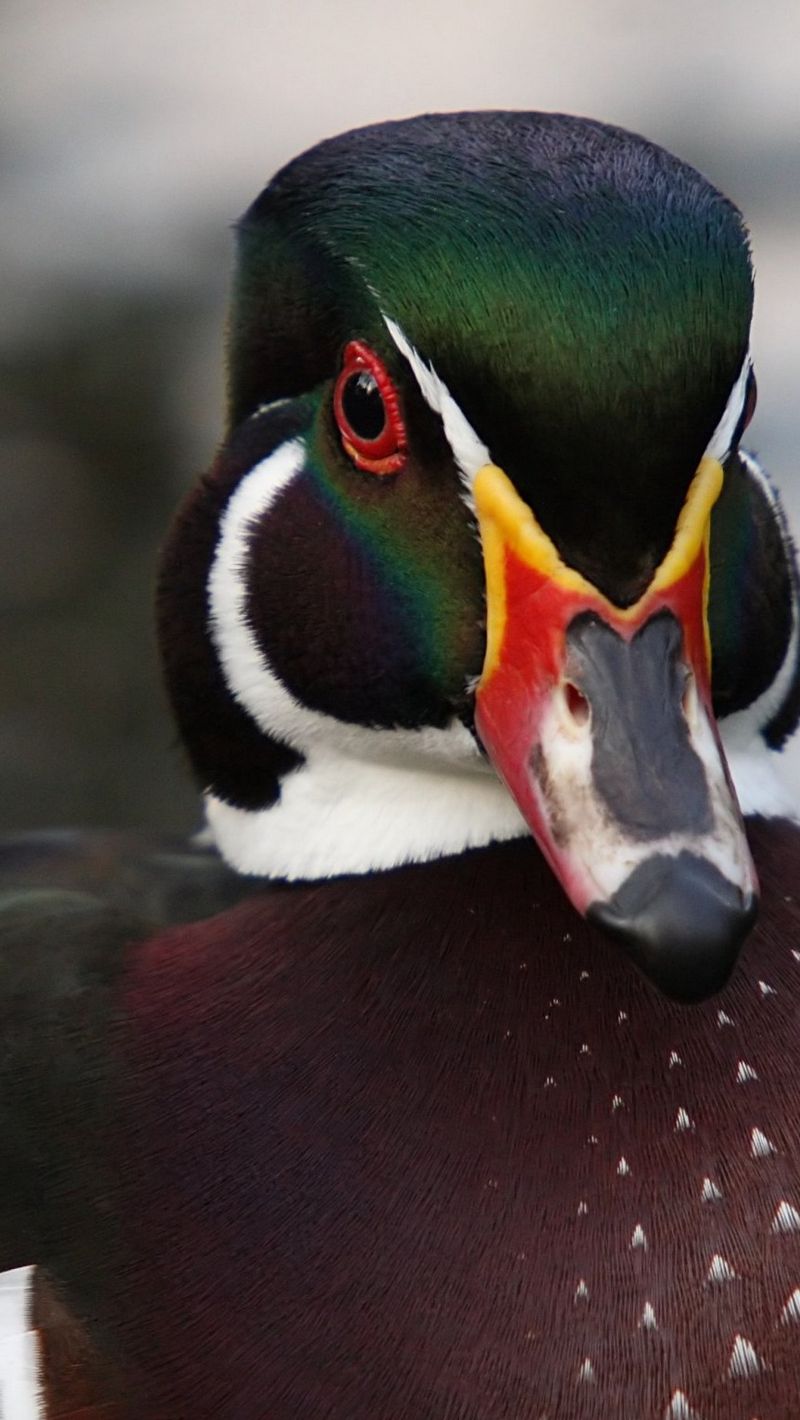 Download Wallpaper 800x1420 Drake, Duck, Color, Bird Iphone Se 5s 5c 5 For Parallax HD Background