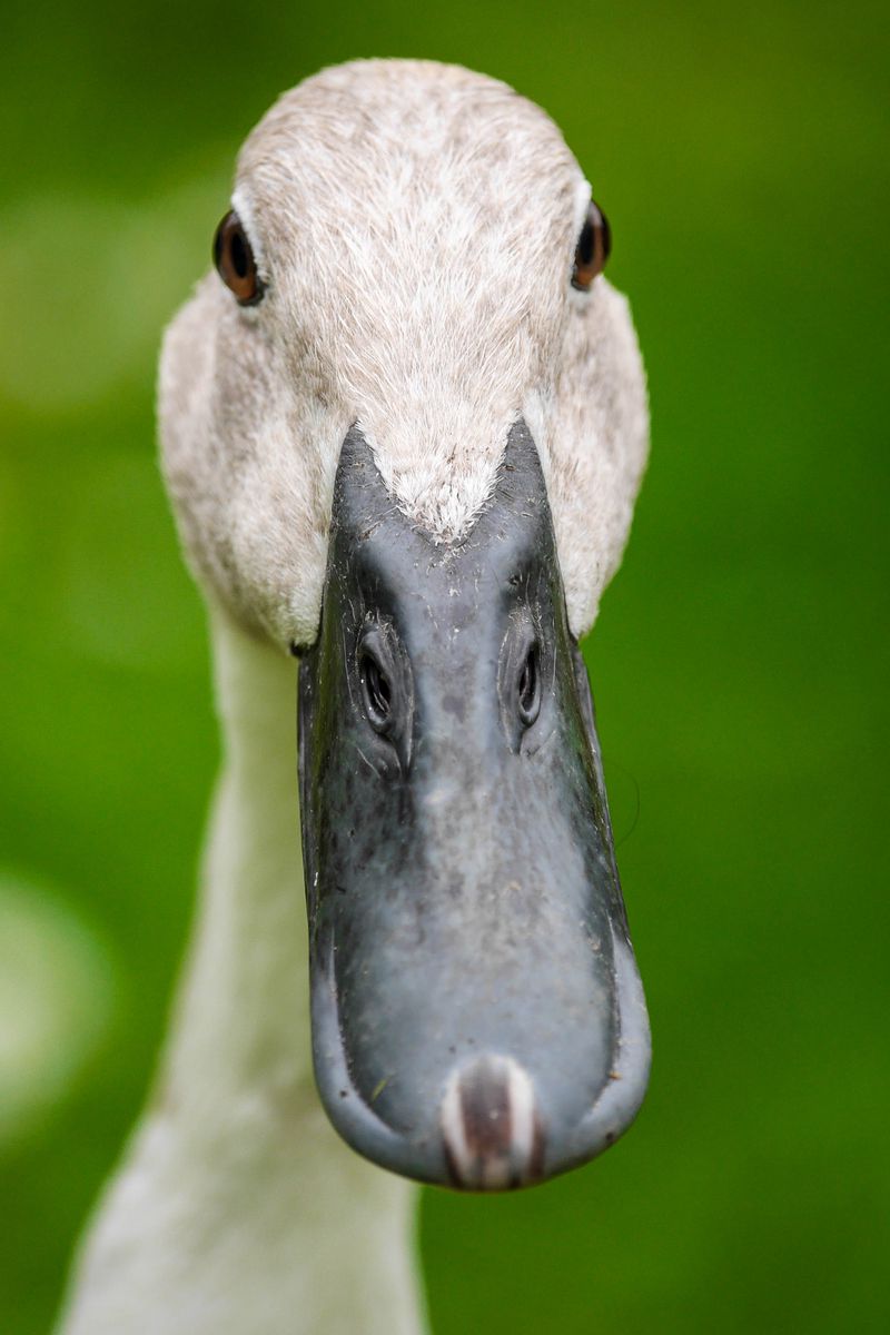 Download Wallpaper 800x1200 Indian Runner Duck, Duck, Beak Iphone 4s 4 For Parallax HD Background