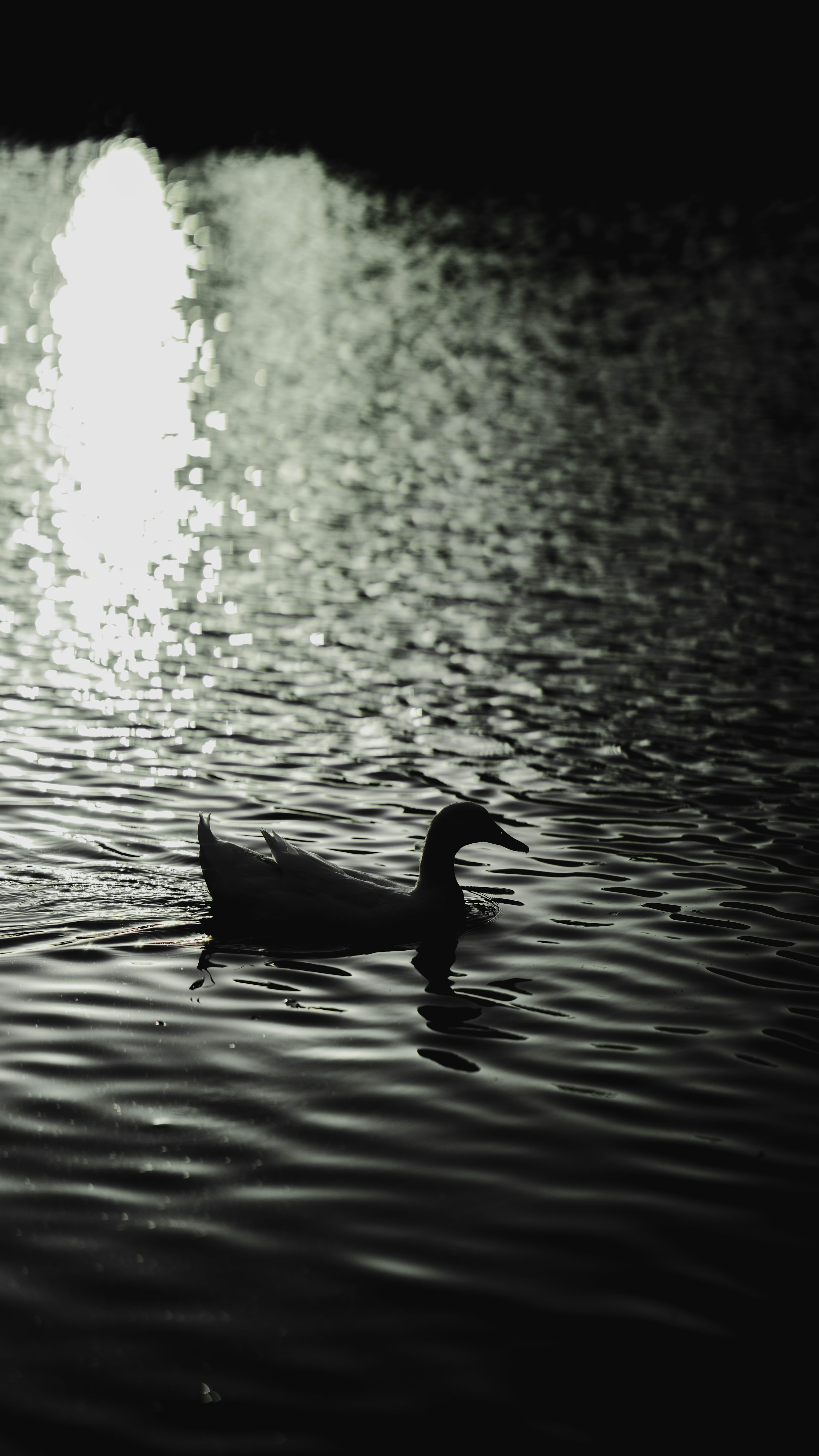 A black and white photo of a duck in the water photo
