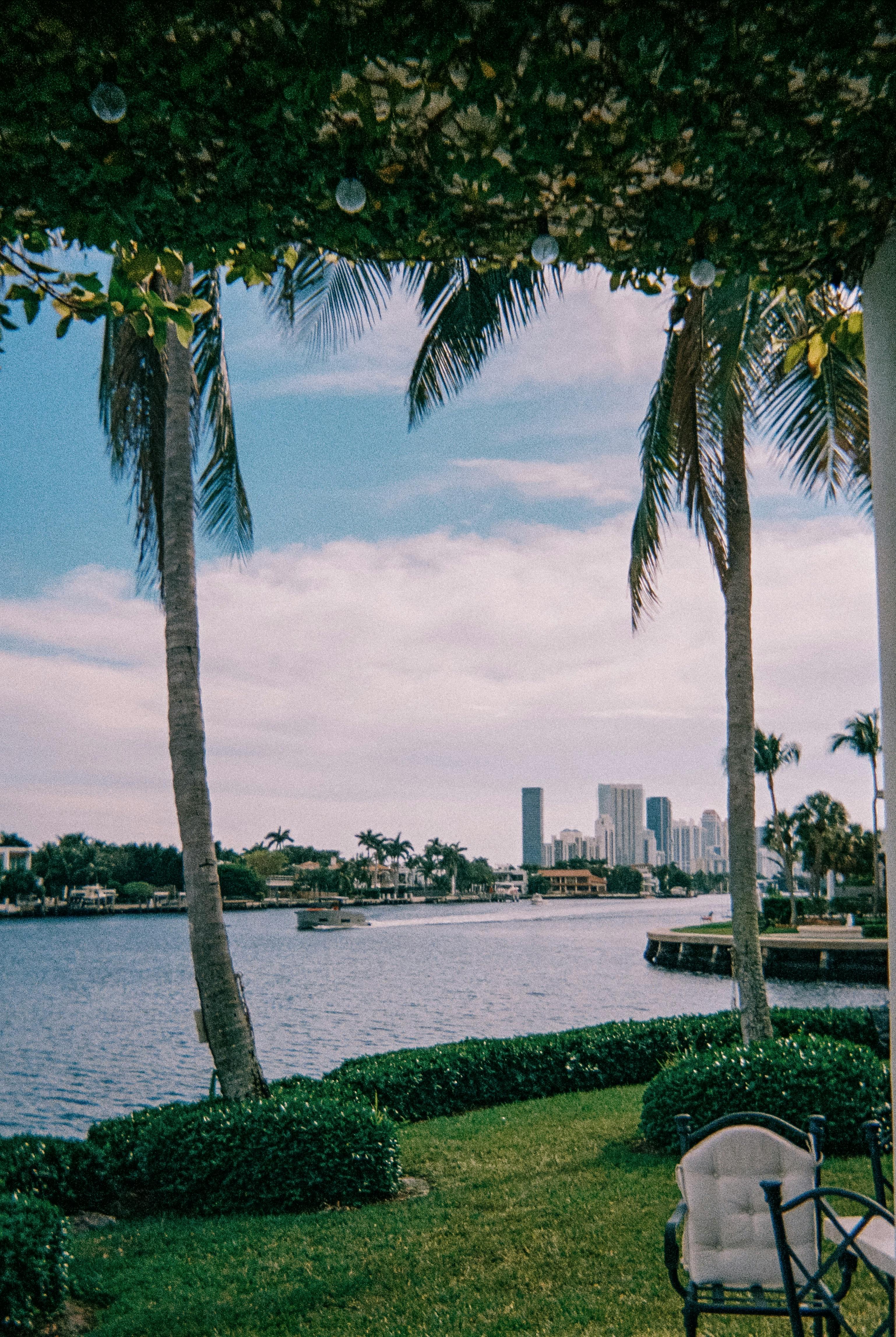 Scenic Miami Skyline Overlooking Palm Trees and Waterfront · Free