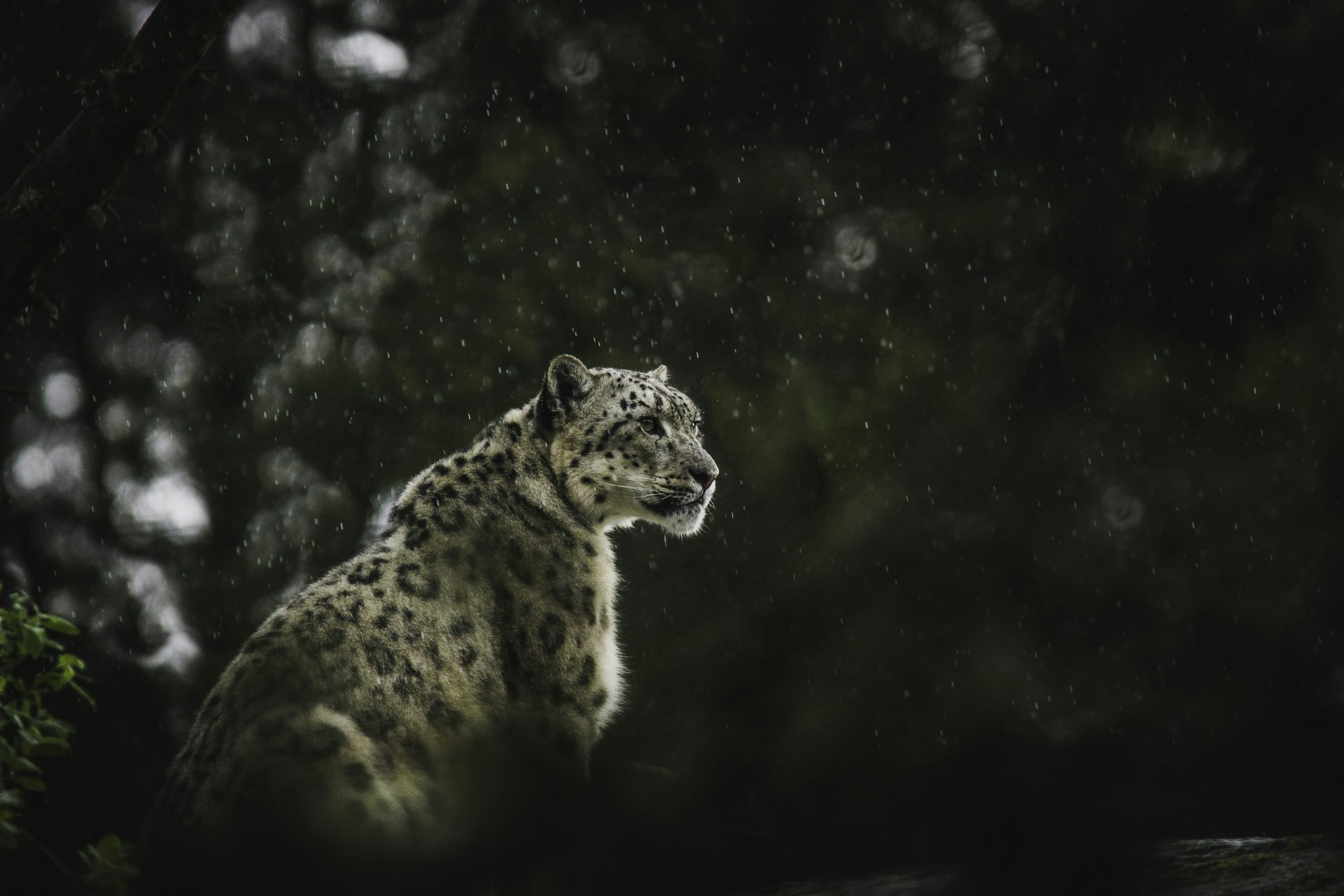 1K+ Snow Leopard Picture. Download Free Image