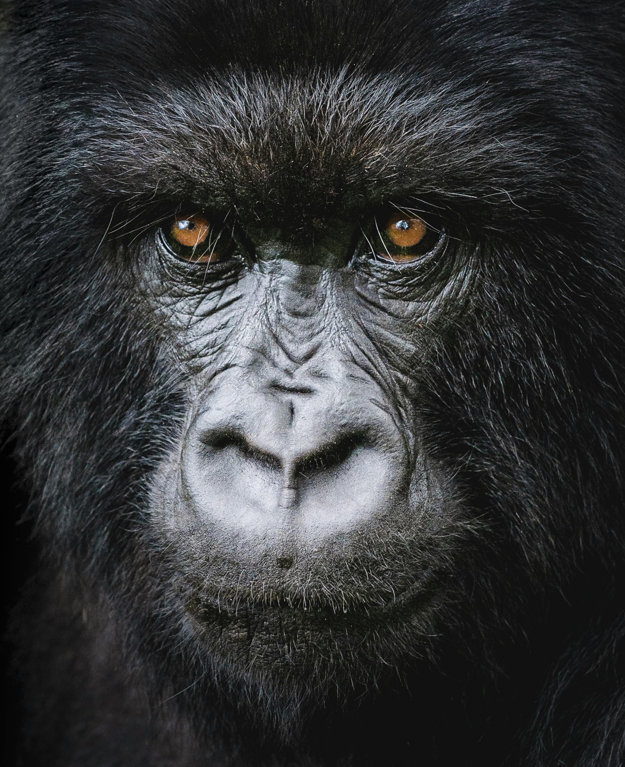 Face of Gorilla · Free