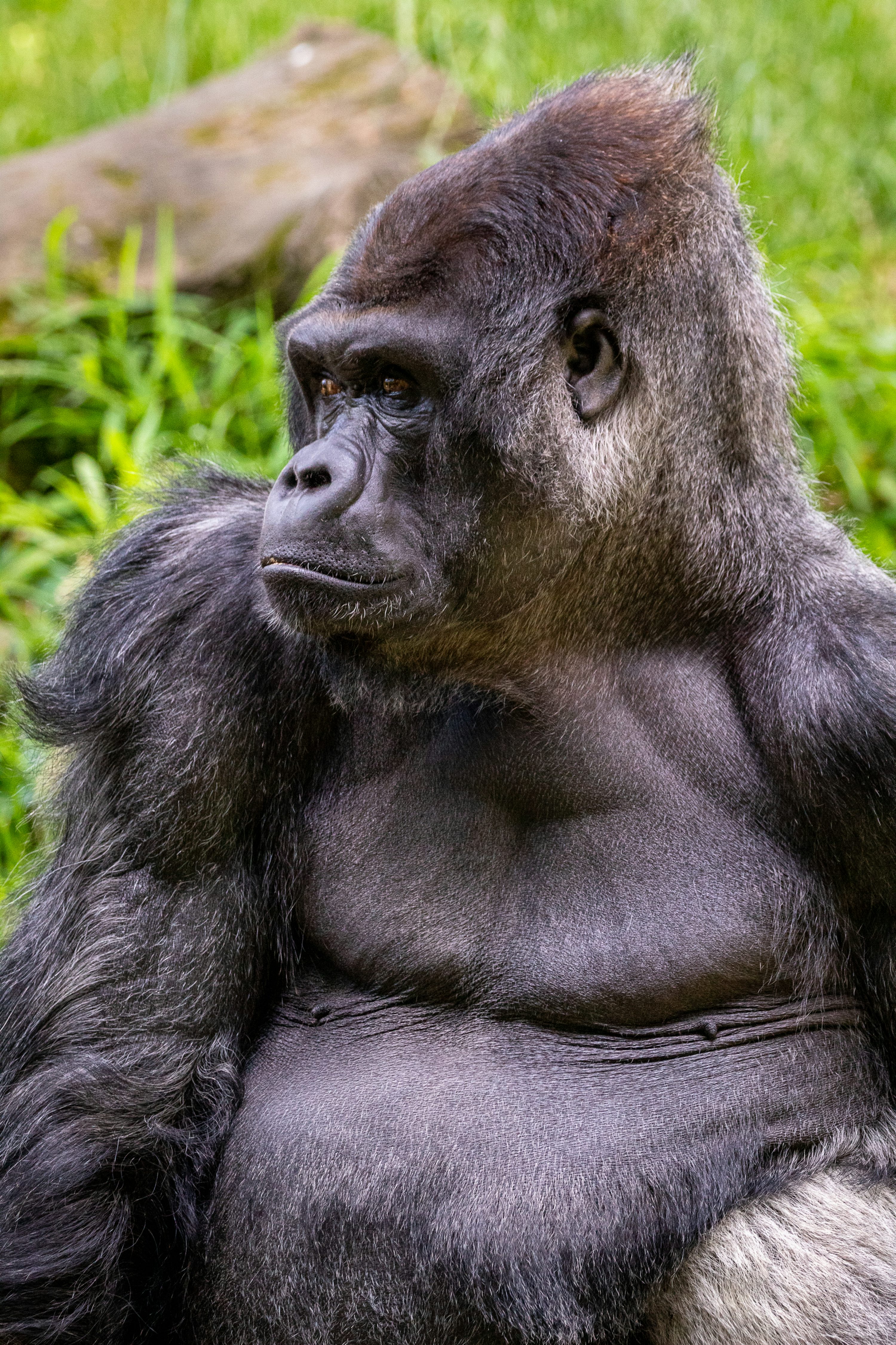 Gorilla Picture. Download Free Image