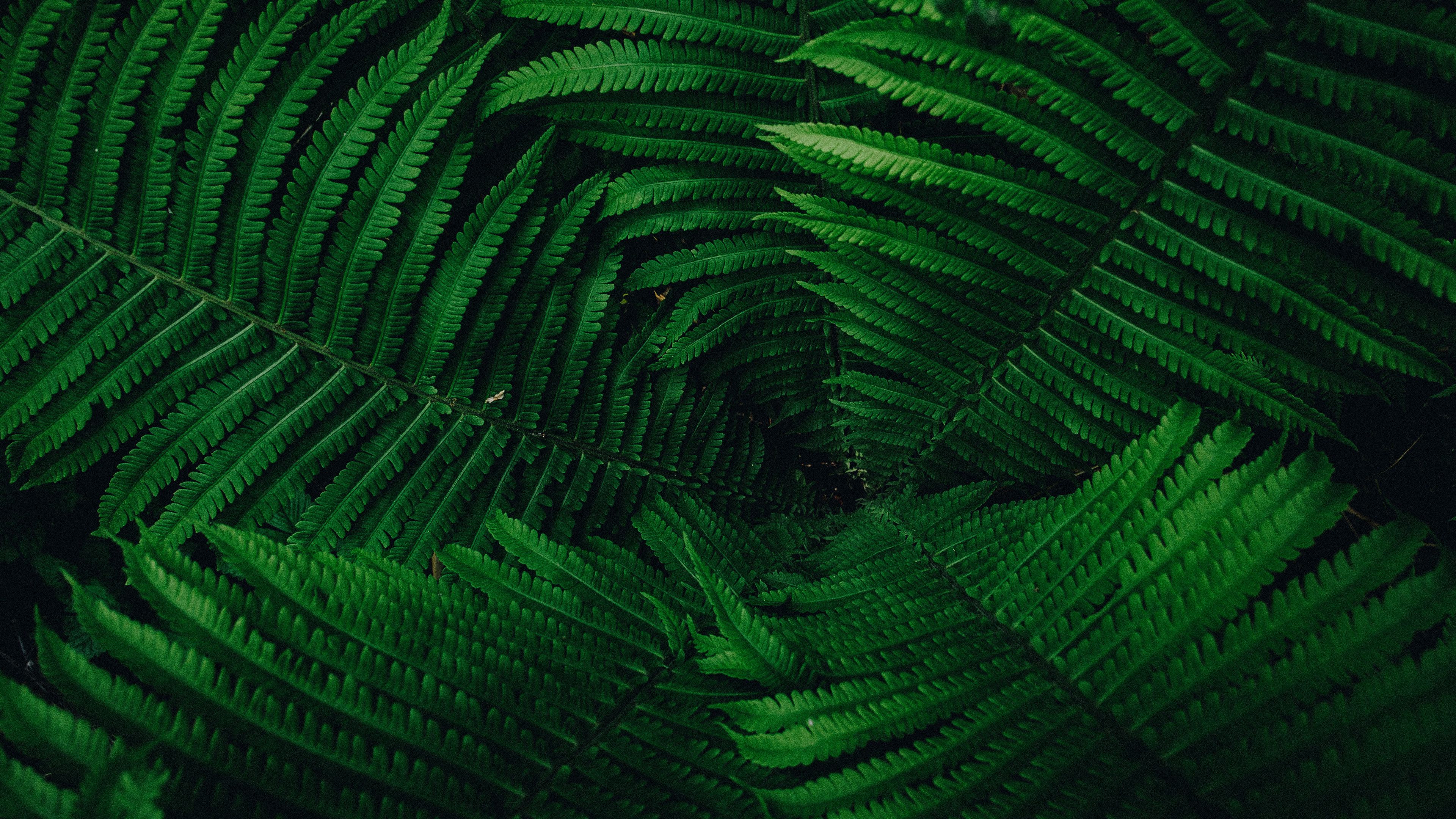 Download wallpaper 3840x2160 plant, leaves, green 4k uhd 16:9 HD background
