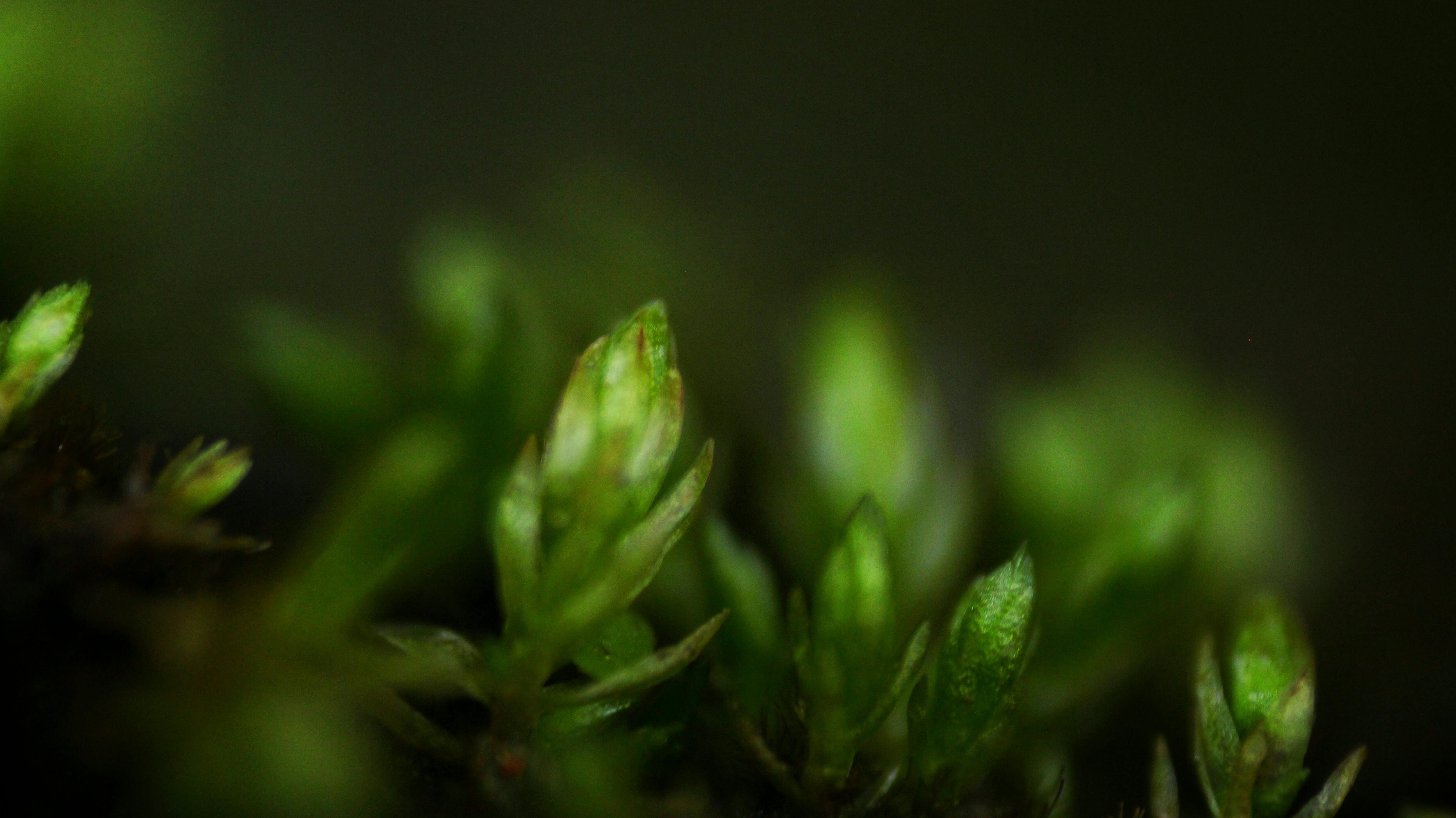 Free of 4k wallpaper, android wallpaper, desktop wallpaper