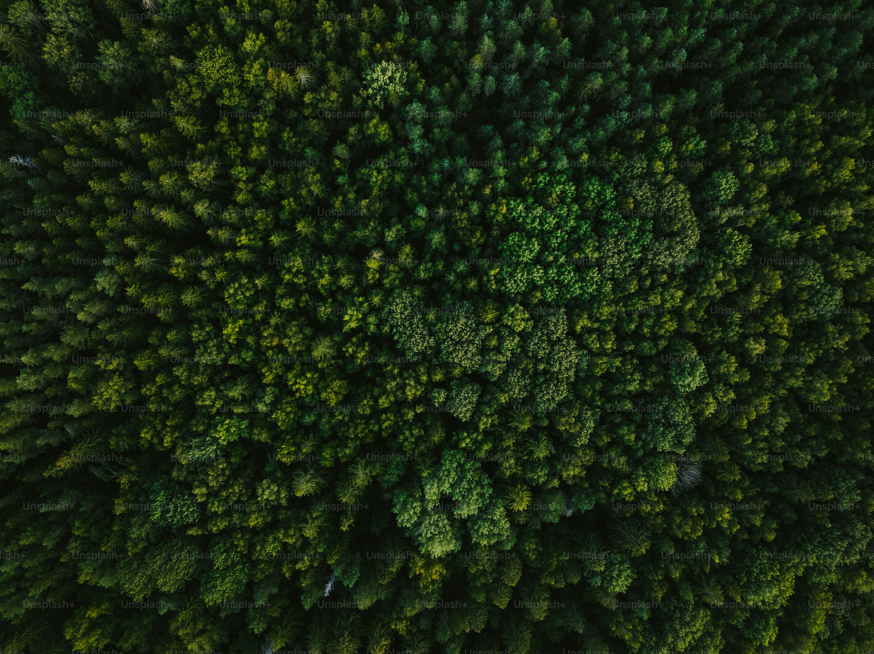 Dark Green Aesthetic Picture. Download Free Image