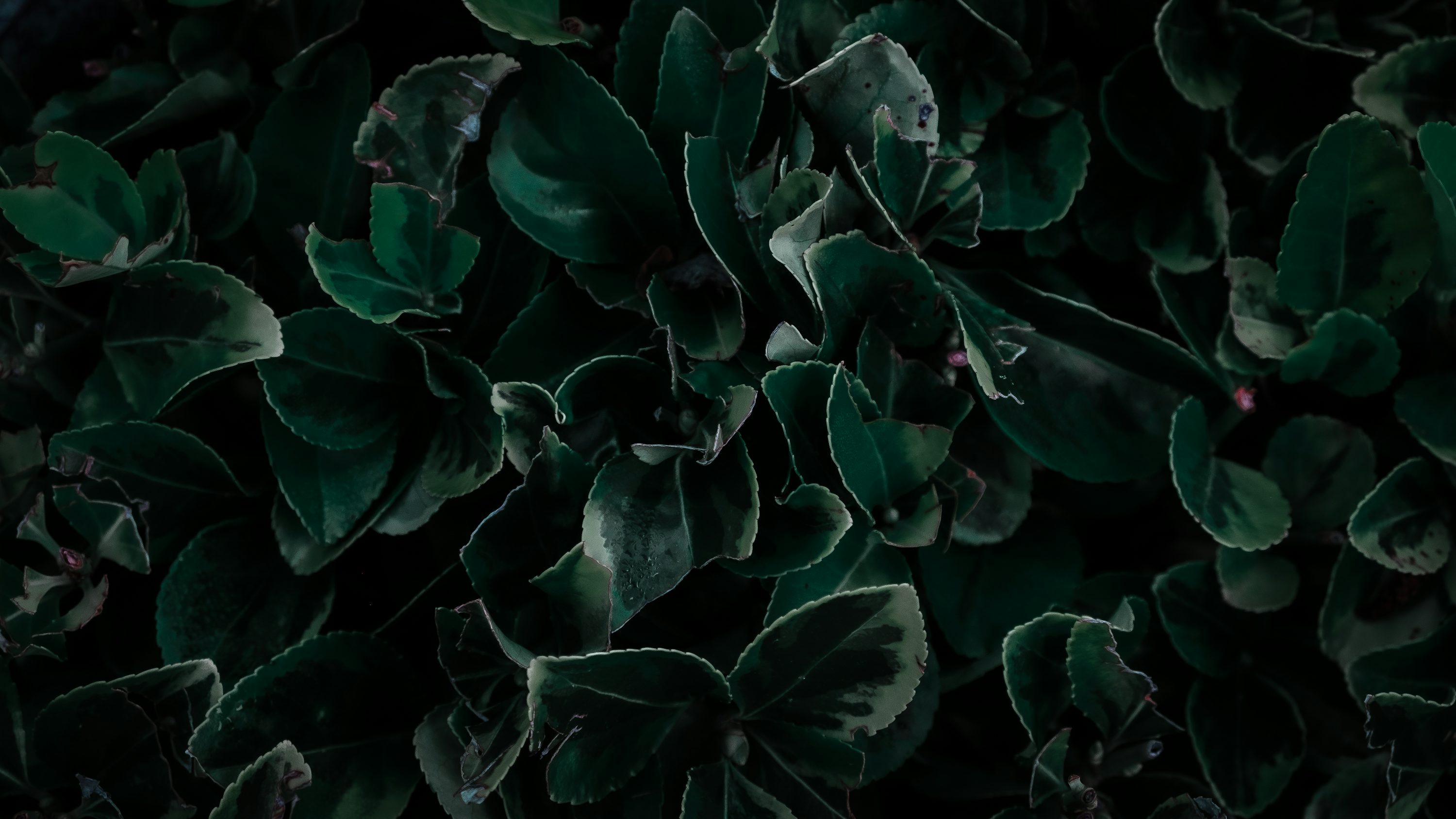 A group of green leaves photo