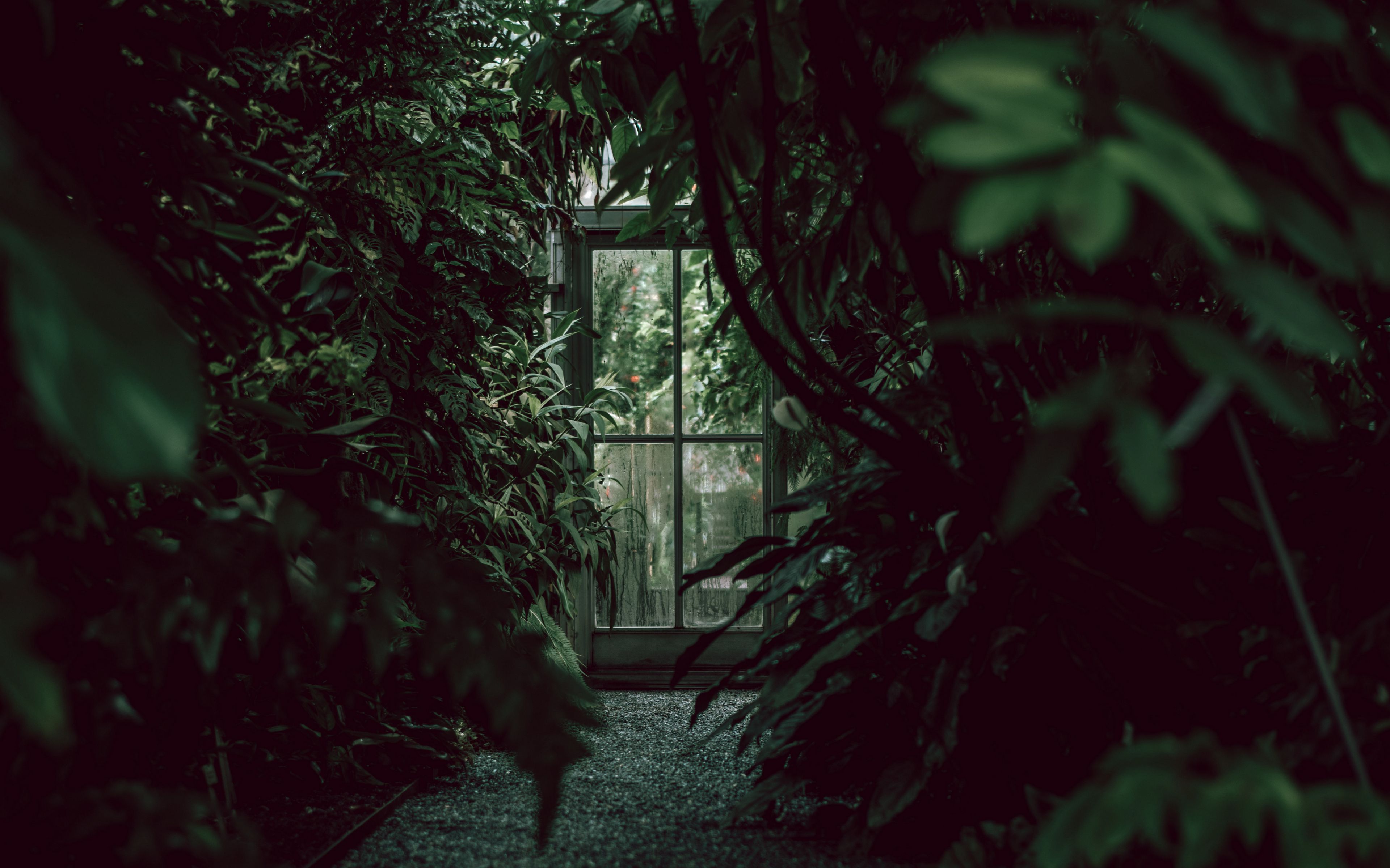 Download wallpaper 3840x2400 greenhouse, door, plants, green, dark 4k ultra HD 16:10 HD background