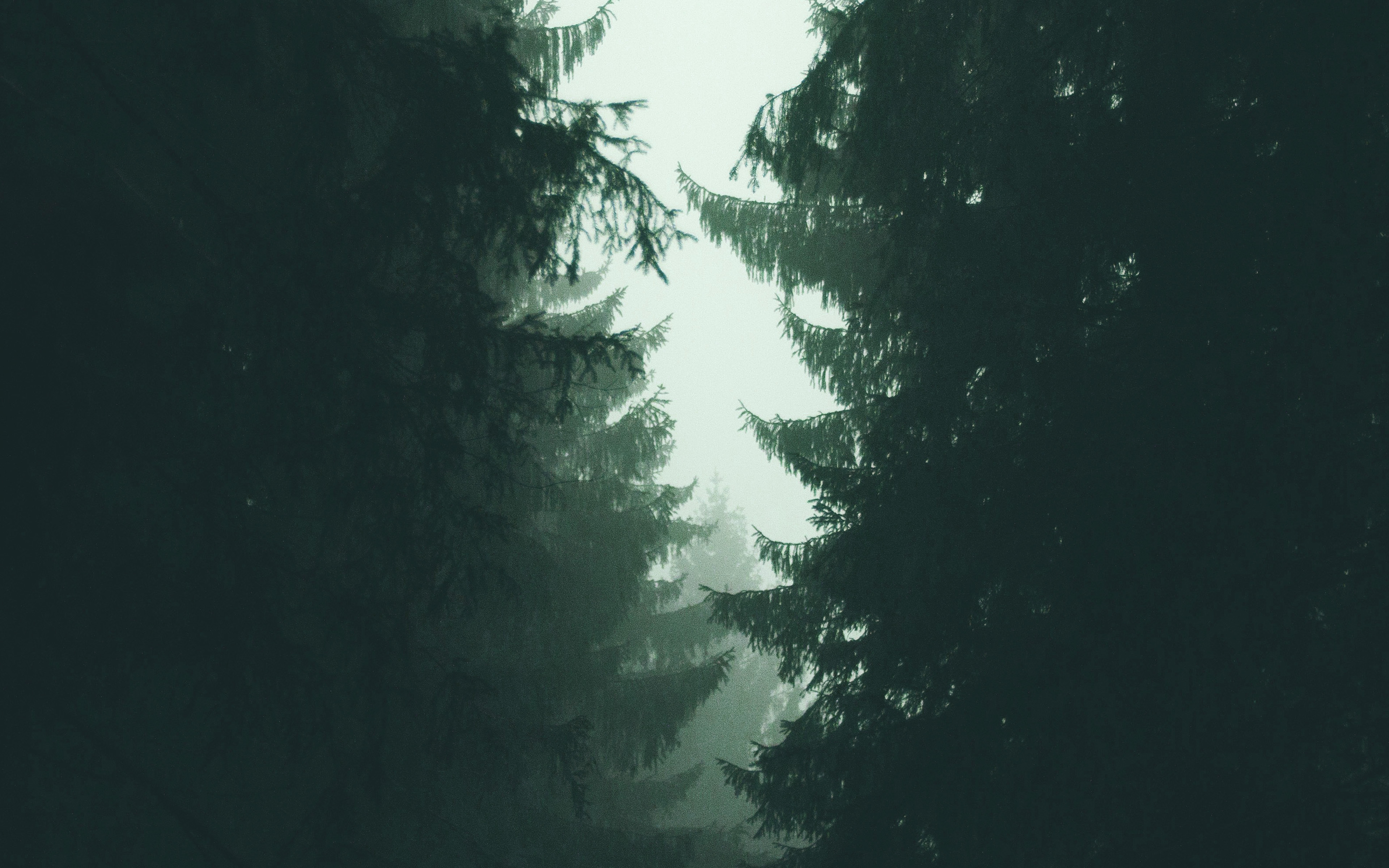 wallpaper for desktop, laptop. wood tree simple nature green