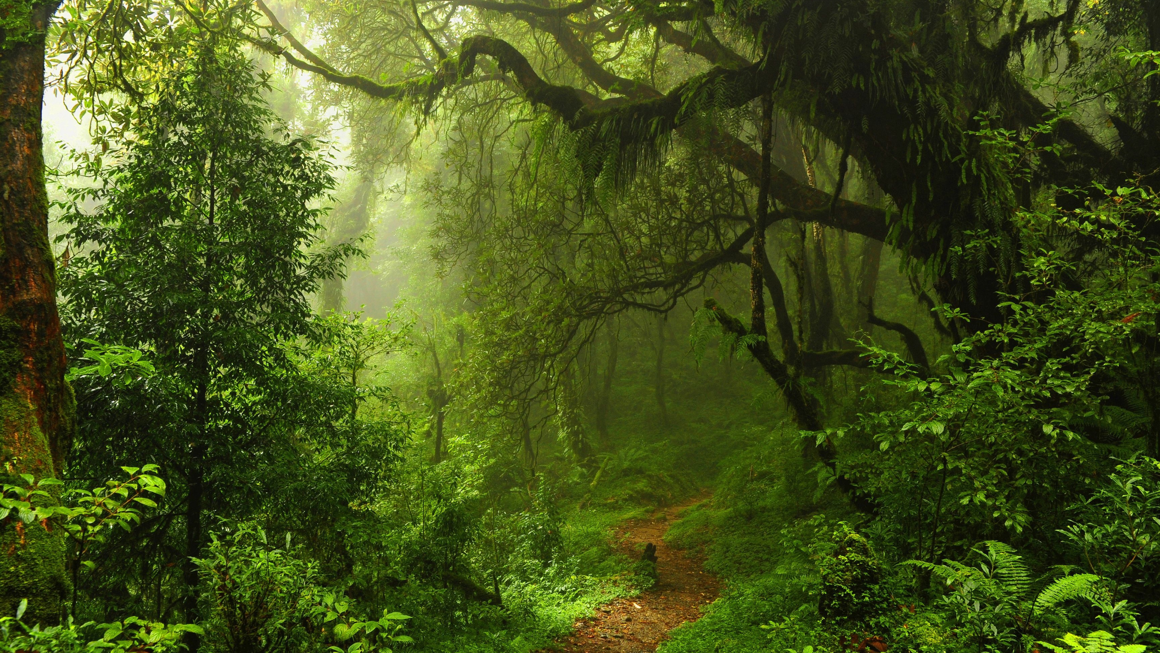 Green Forest Wallpaper