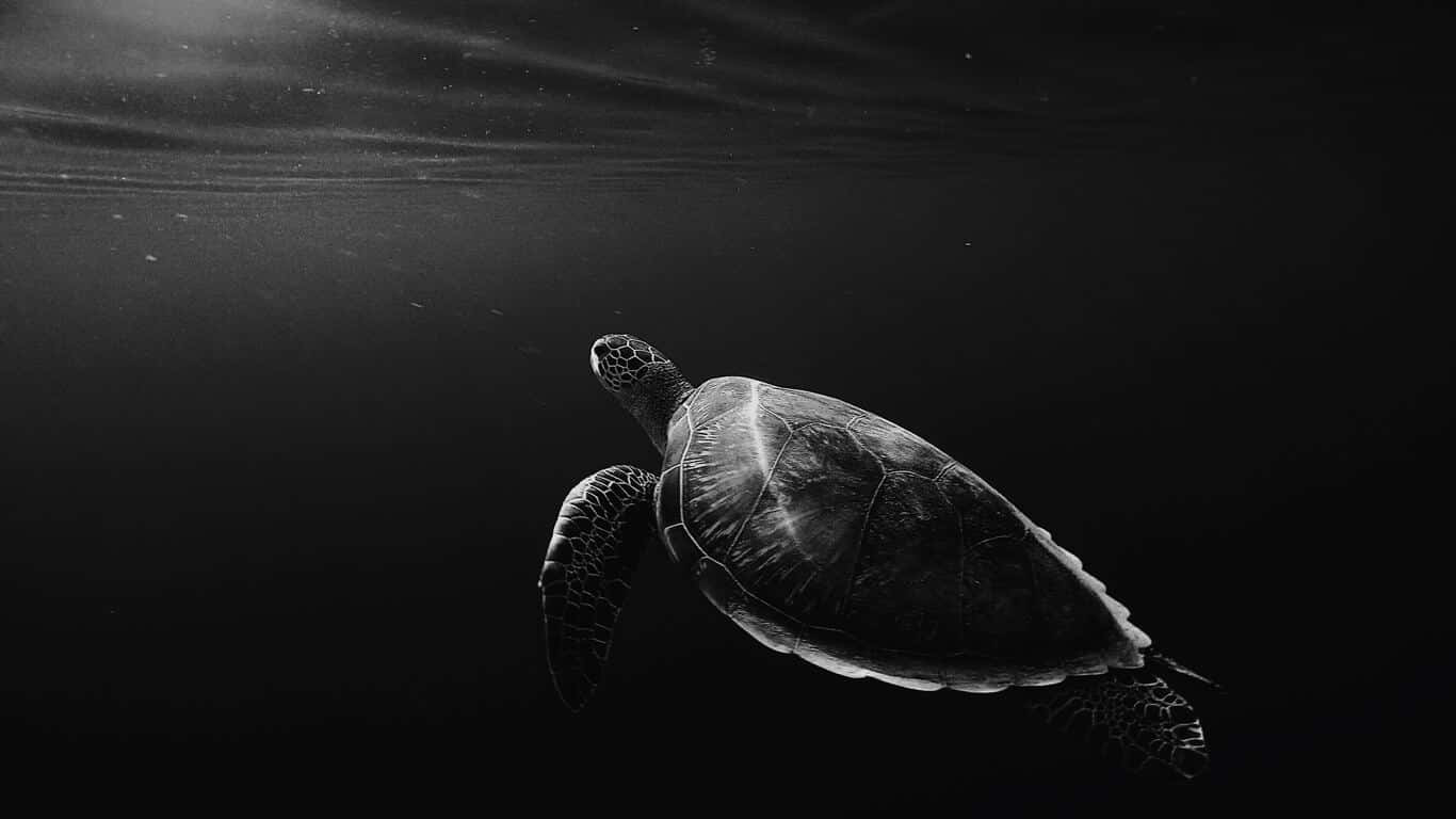 Download OLED Monitor Black And White Sea Turtle Wallpaper