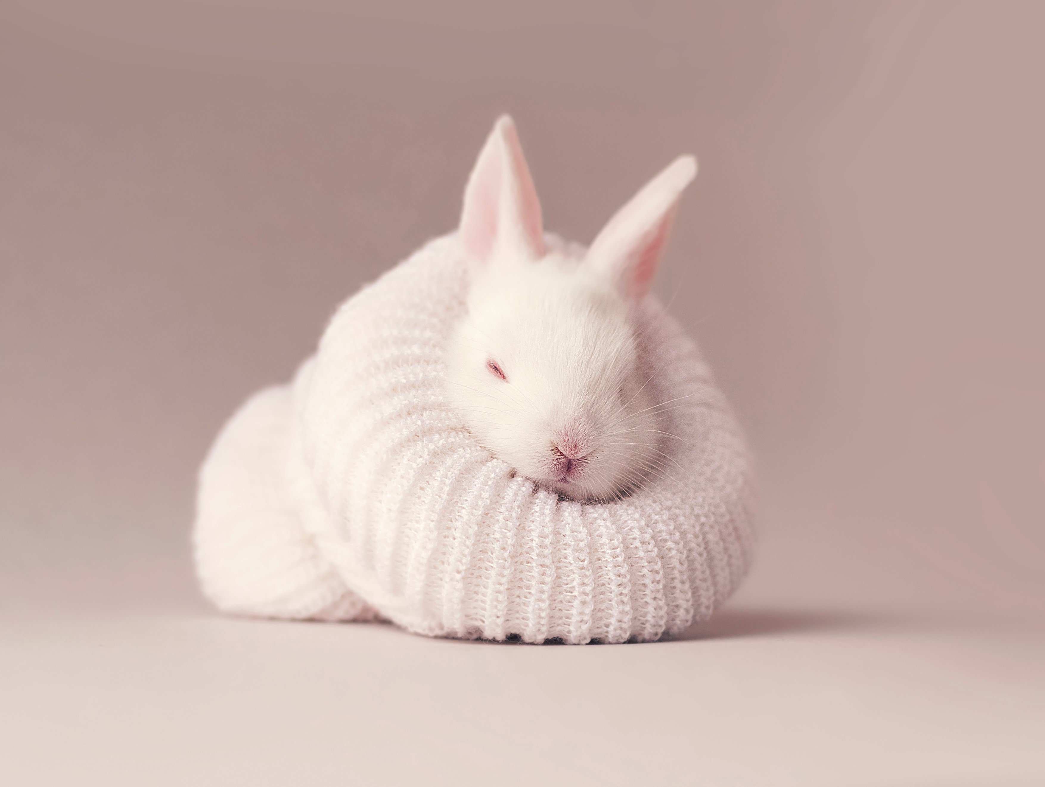 White rabbit Wallpaper 4K, Newborn, Baby bunny, Sock