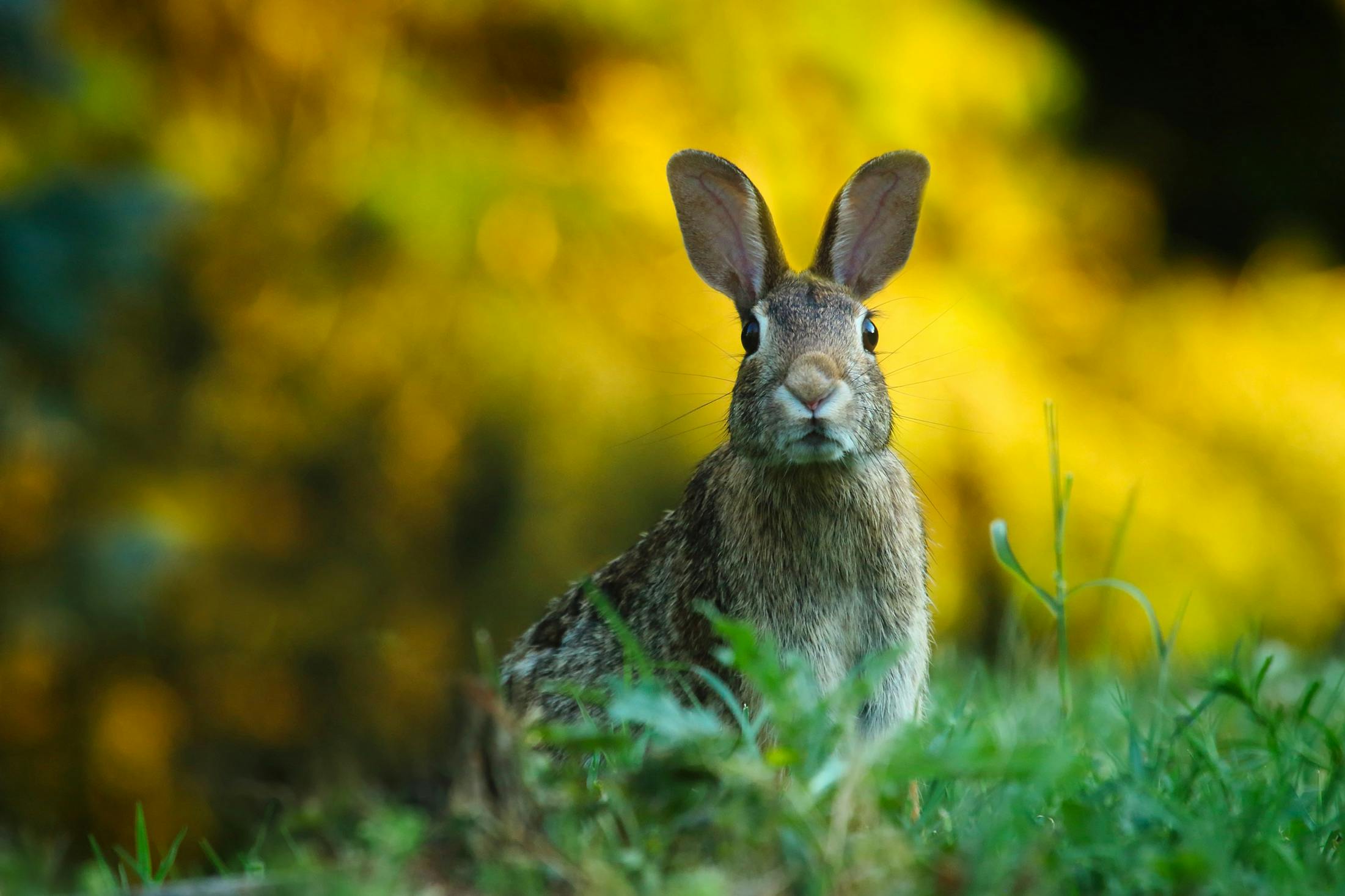 Close Up Of Rabbit On Field · Free