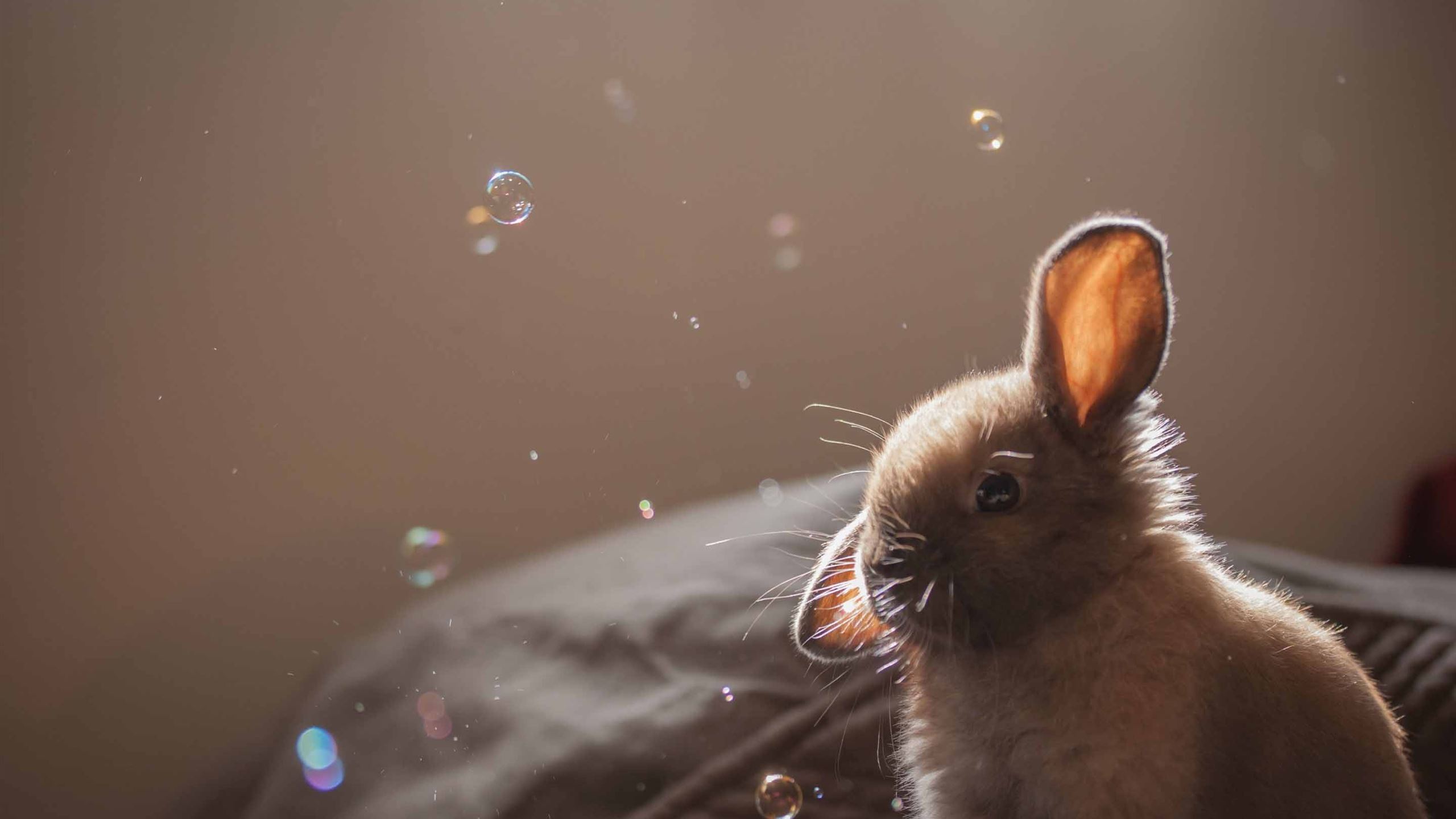 Cute Bunny Funny Face MacBook Air Wallpaper Download