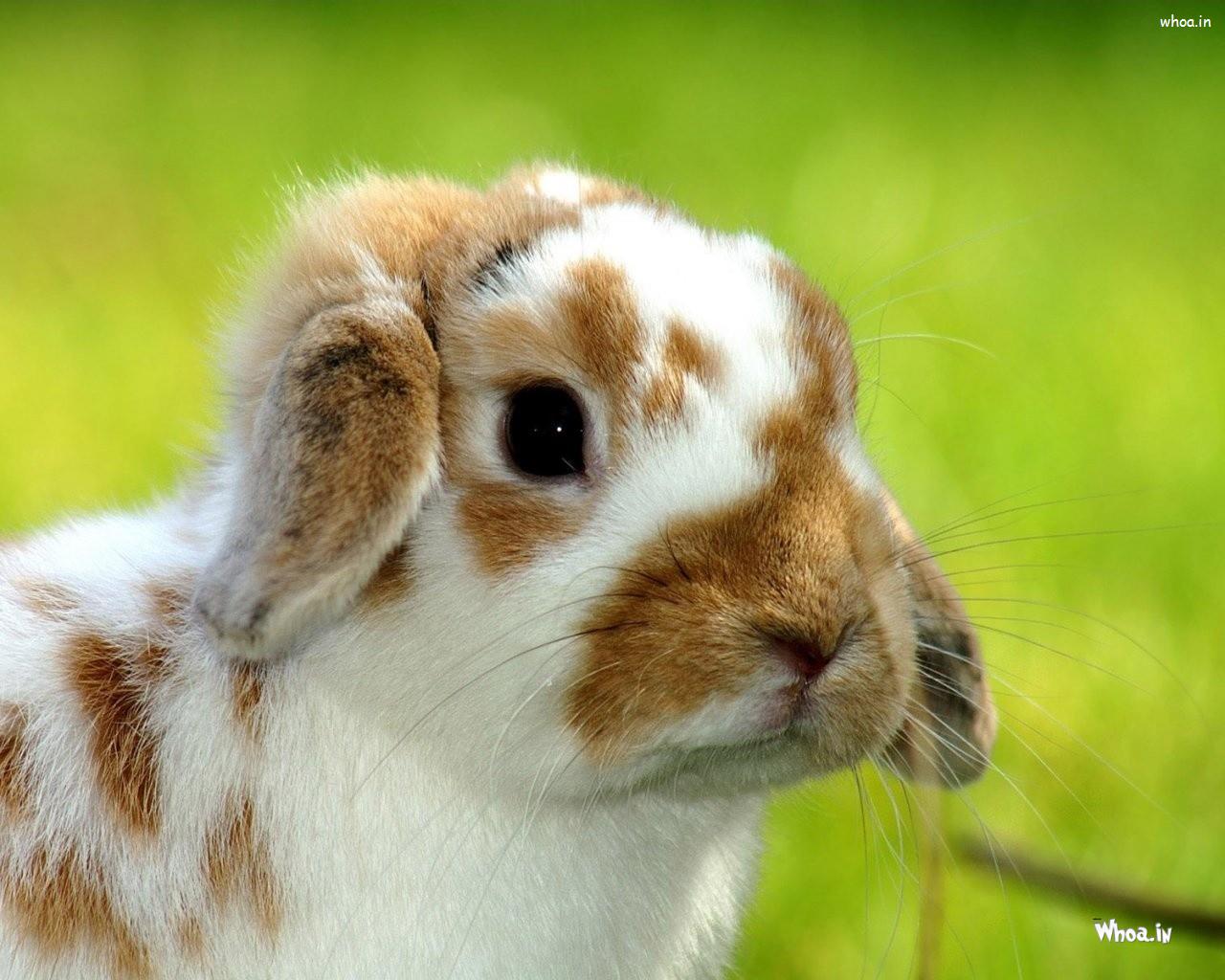 Cute Bunny Wallpaper HD