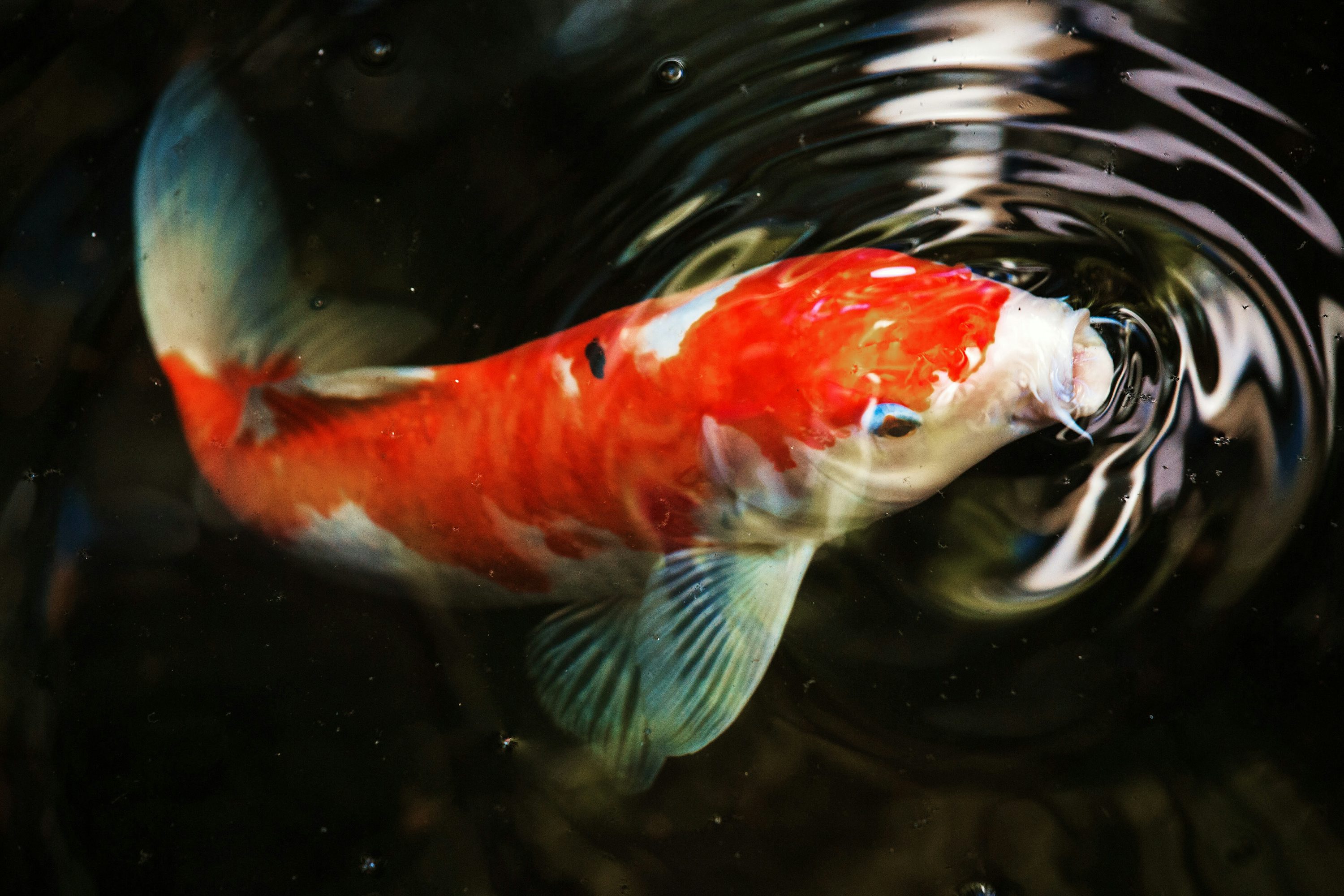 Koi Fish Picture. Download Free Image