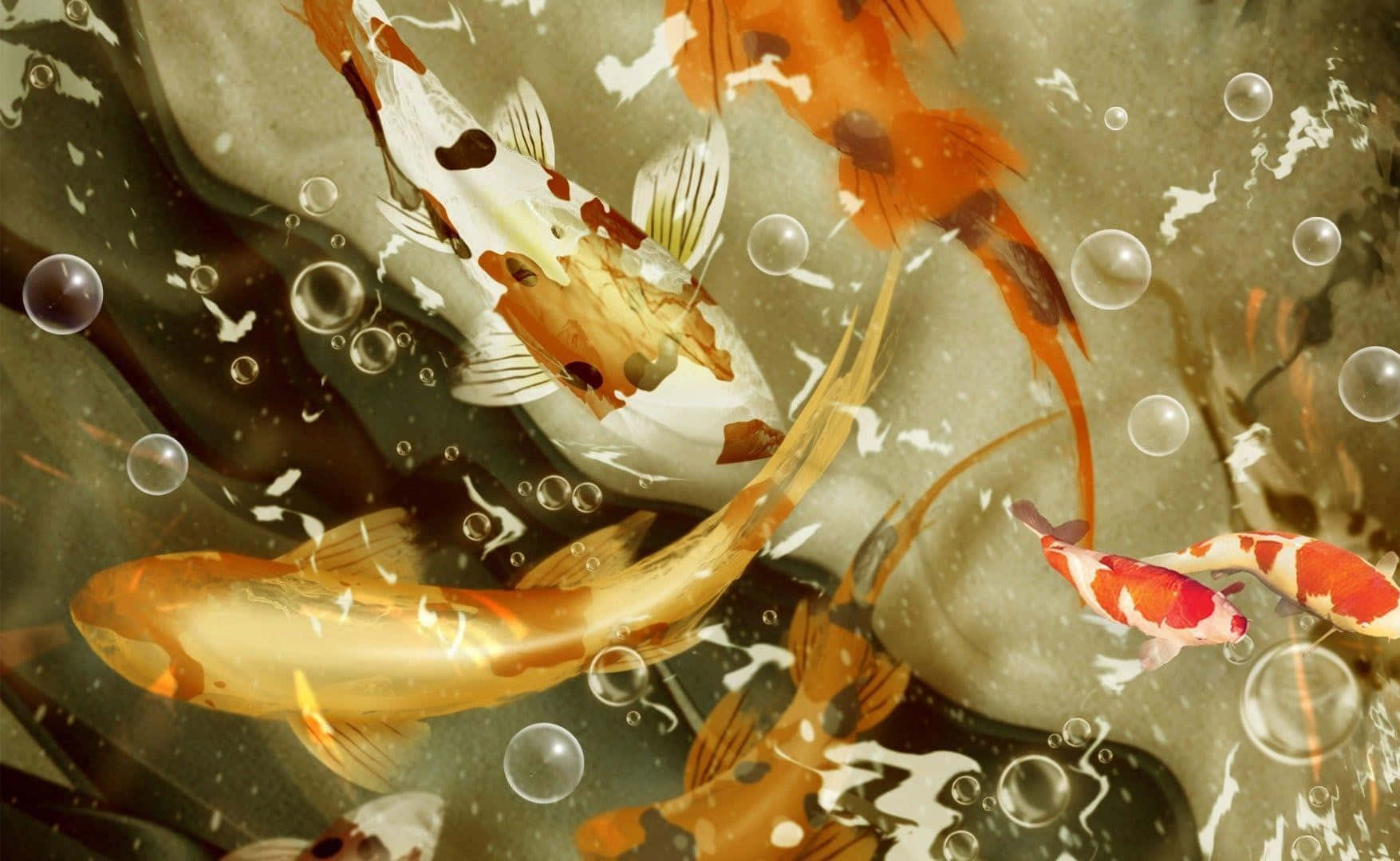 Koi Fish Picture