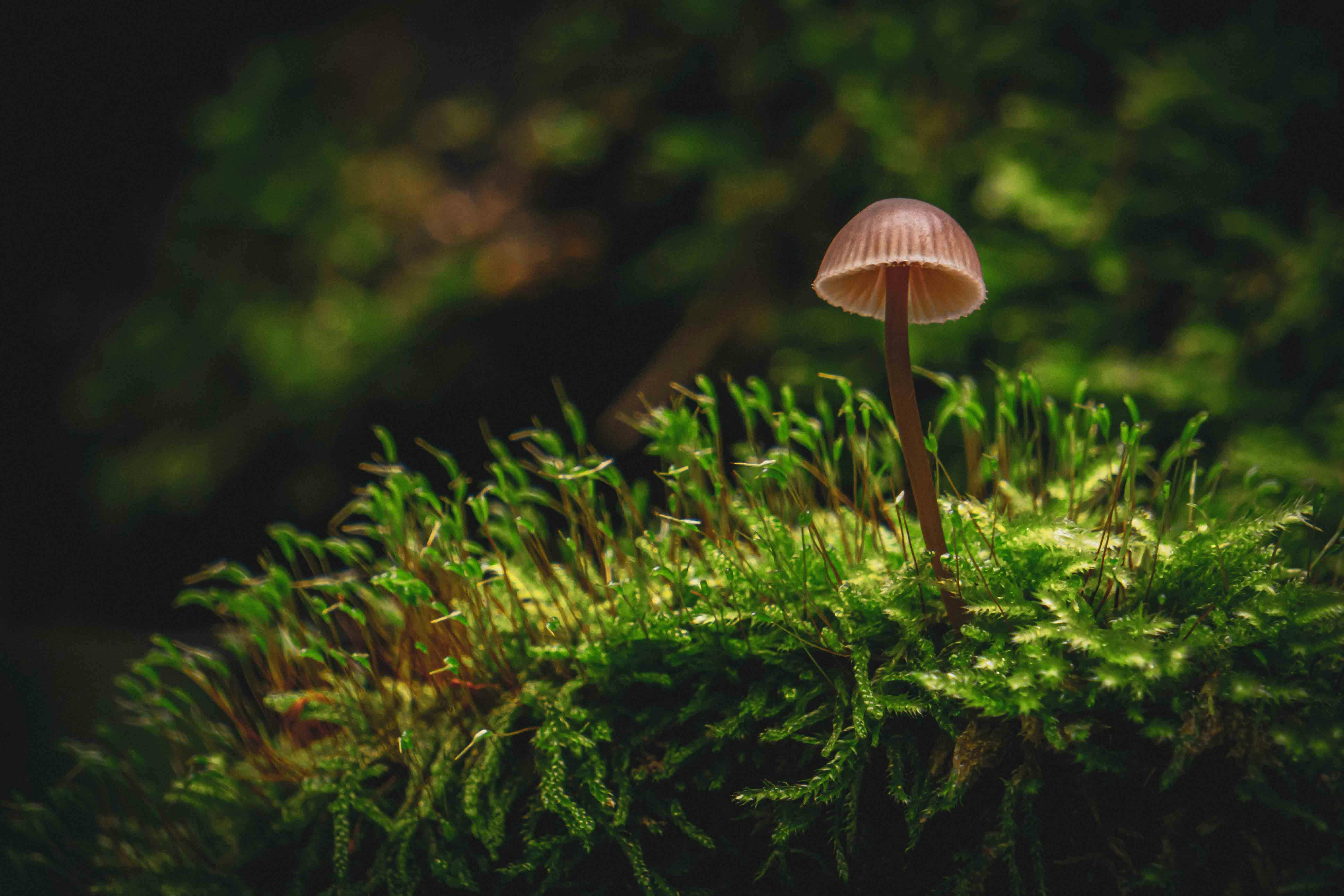 Forest Mushroom Photo, Download The BEST Free Forest Mushroom & HD Image