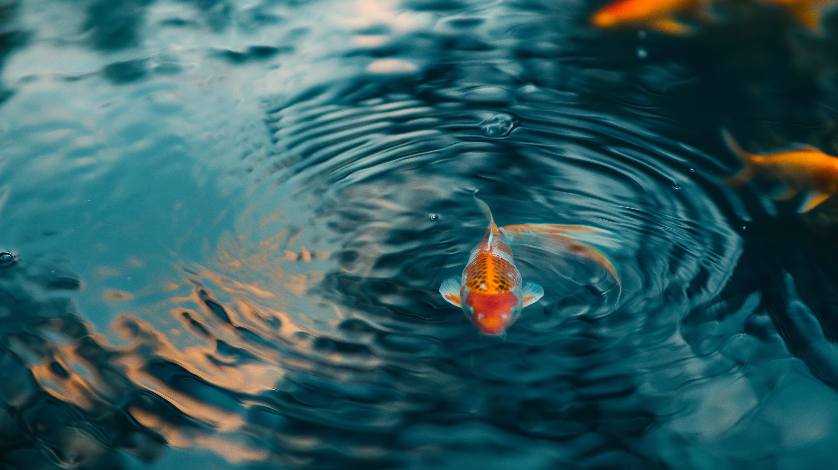 Zen Wallpaper. Koi Carp and Water Ripples