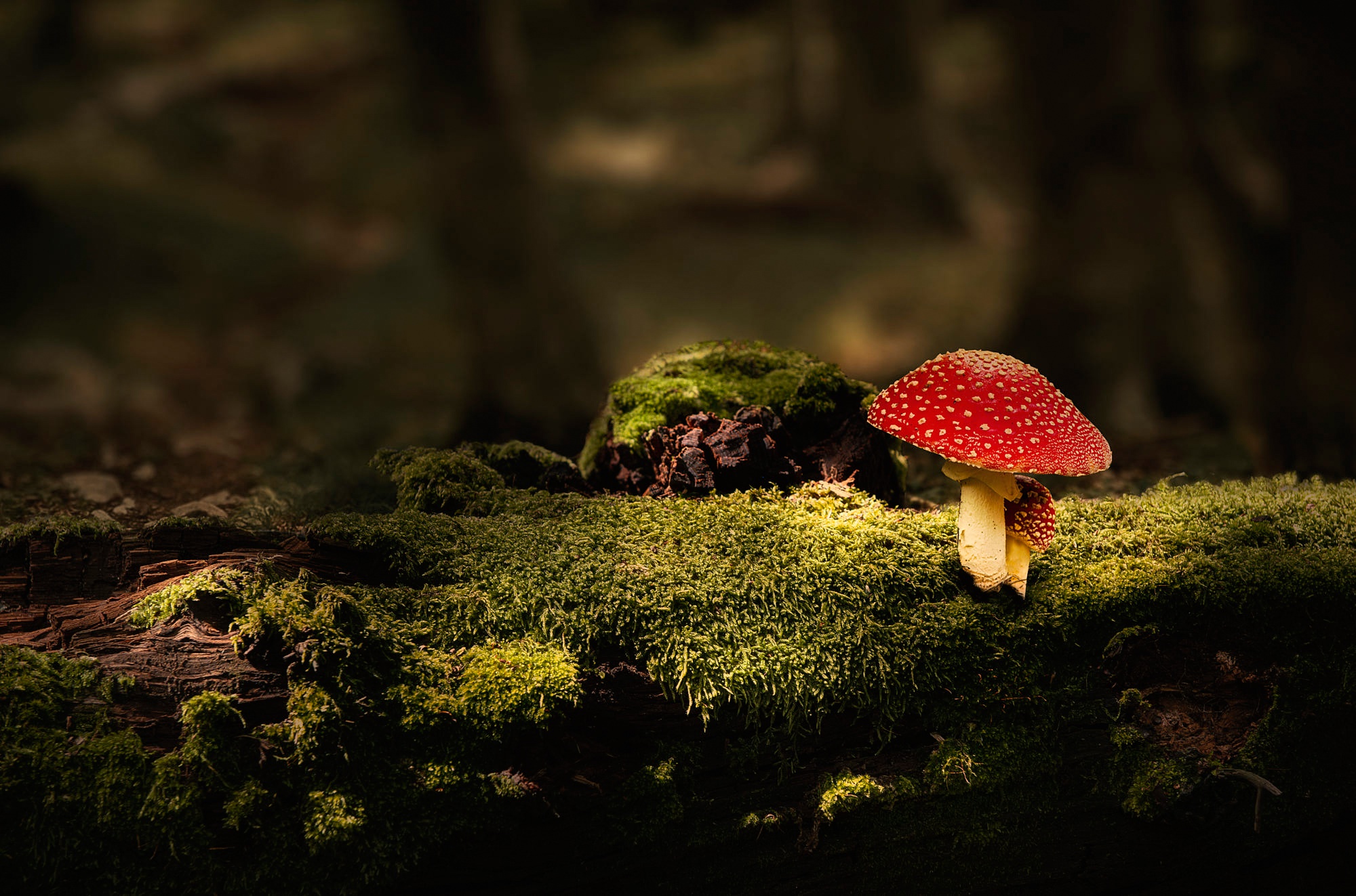 Wallpaper forest, the dark background, mushroom, moss, stump, mushroom, log, mushroom for mobile and desktop, section природа, resolution 2000x1323