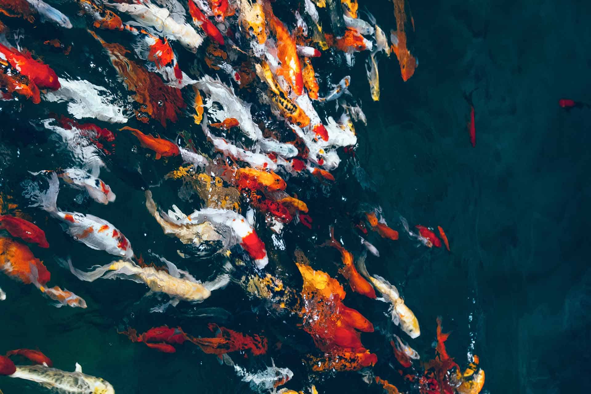 Koi Fish Wallpaper. Cara Saven Wall Design