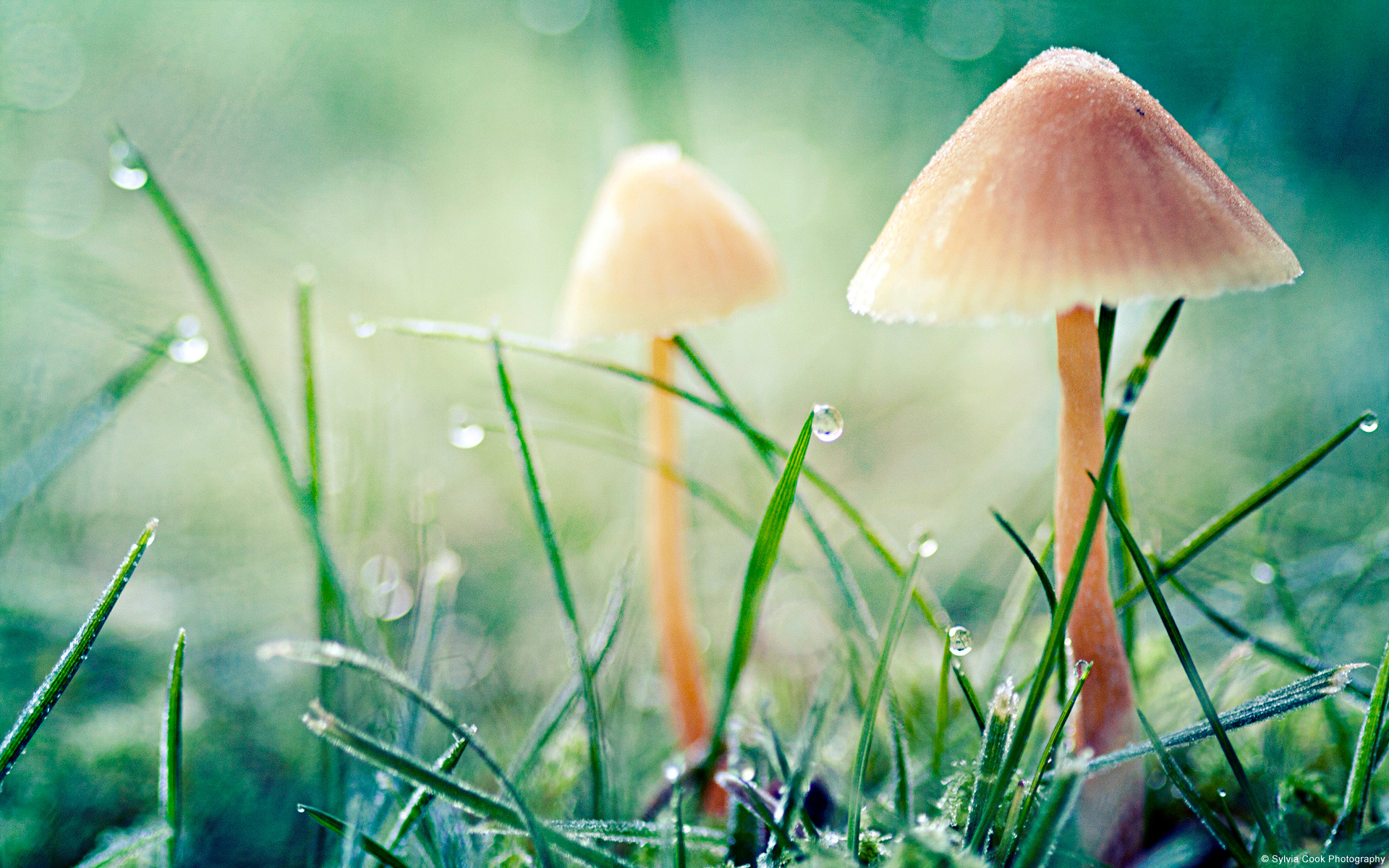 Exquisite mushroom wallpaper