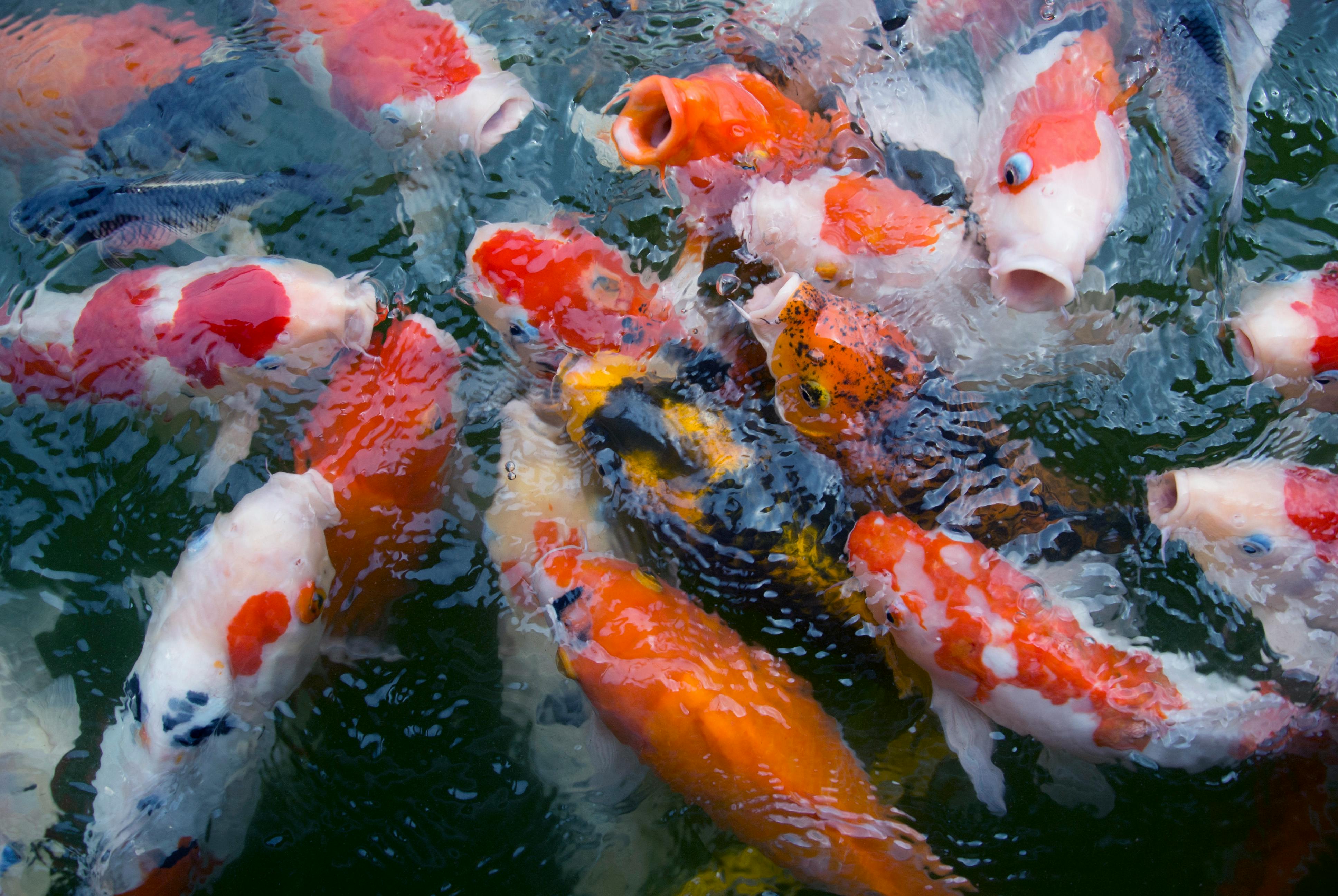 Koi Fish Photo, Download The BEST Free Koi Fish & HD Image