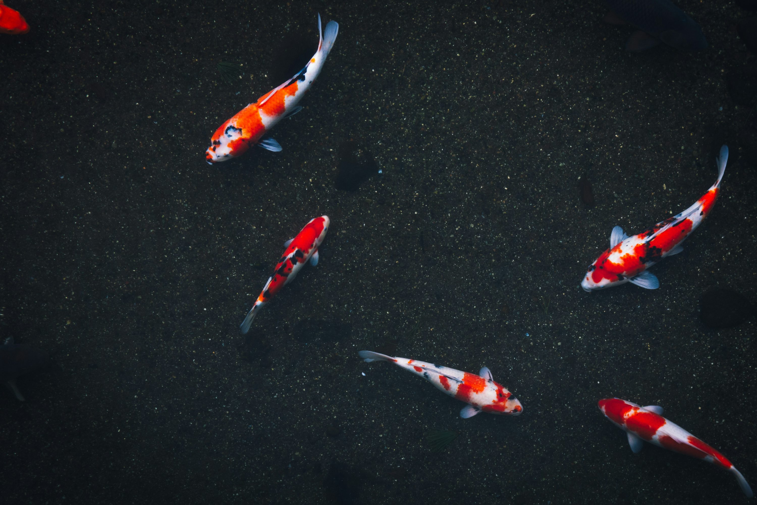 Koi Picture. Download Free Image