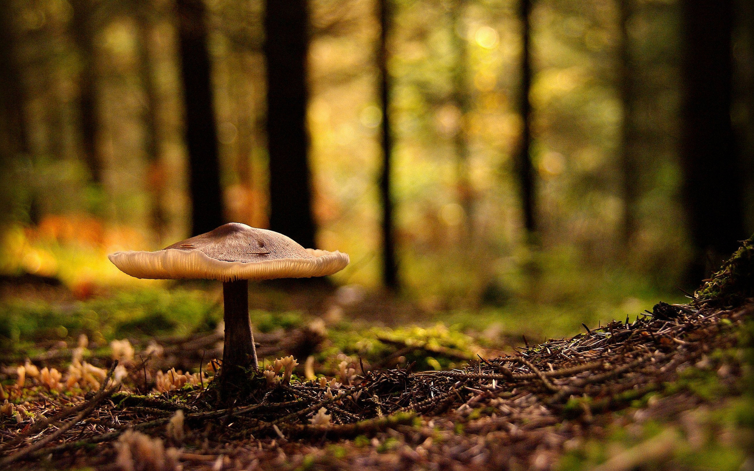 Forest Mushroom Desktop wallpaper 1920x1080