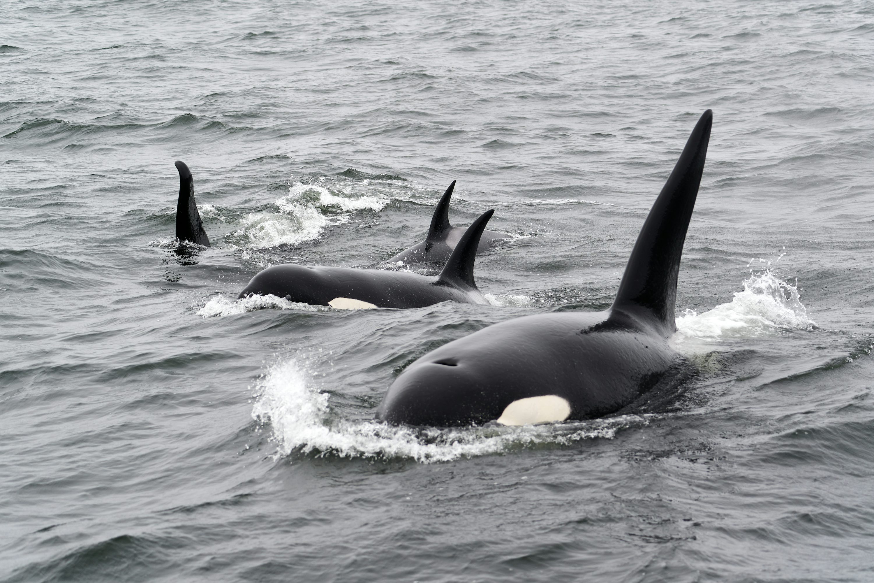 Orca Picture. Download Free Image