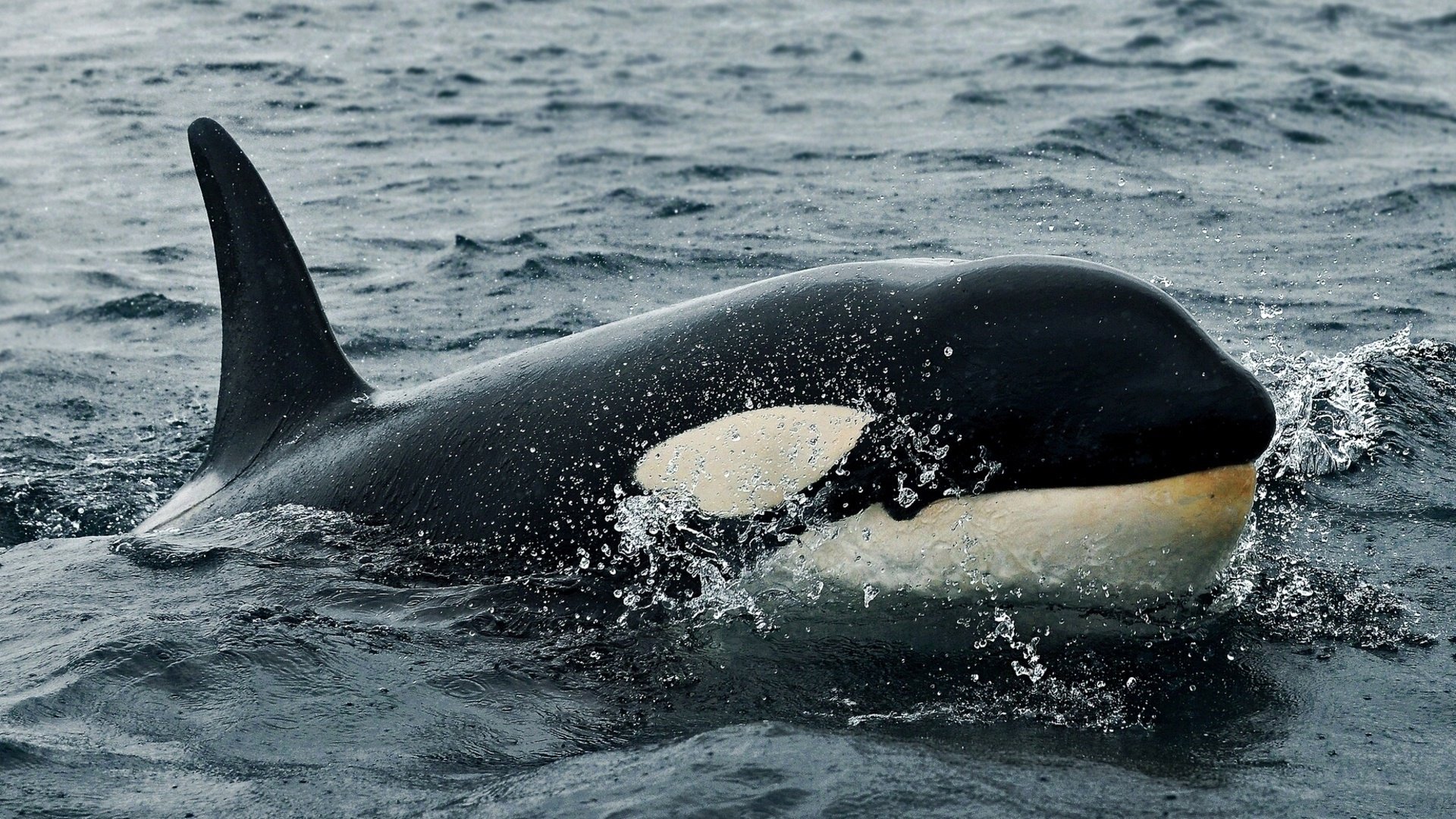 water, Animals, Dolphin, Whate, Orca Wallpaper HD / Desktop and Mobile Background