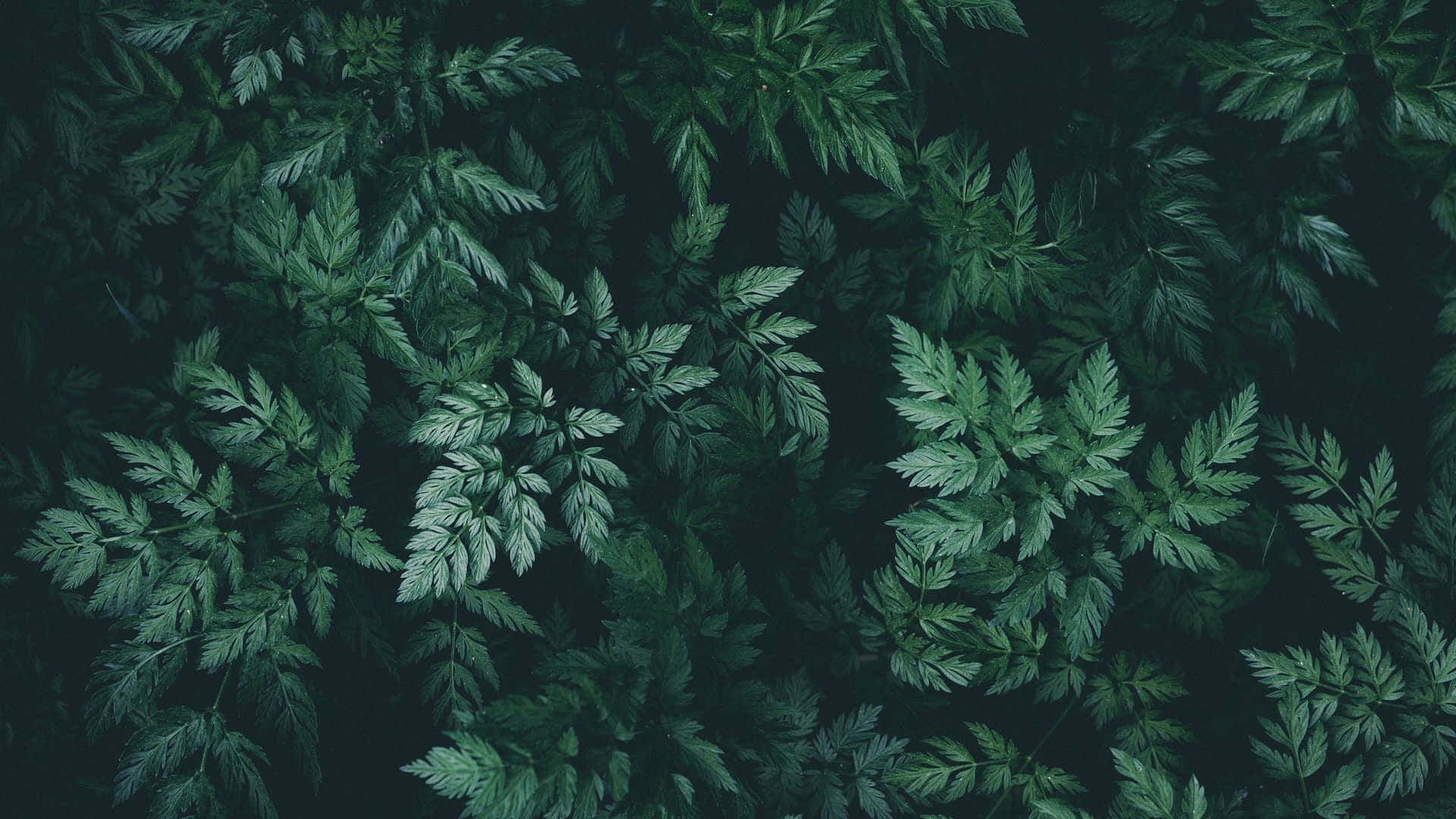 Green Aesthetic Desktop Wallpaper
