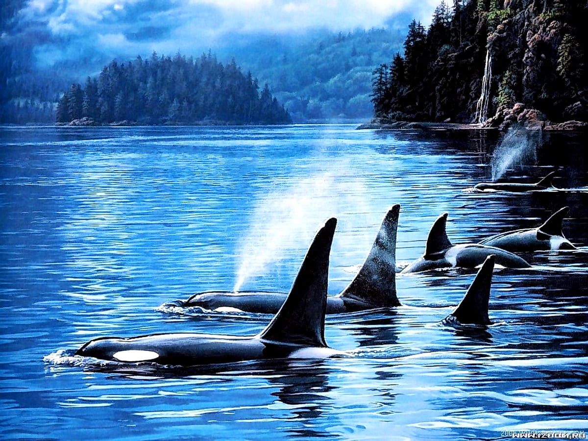 Killer whale wallpaper HD. Download Free background