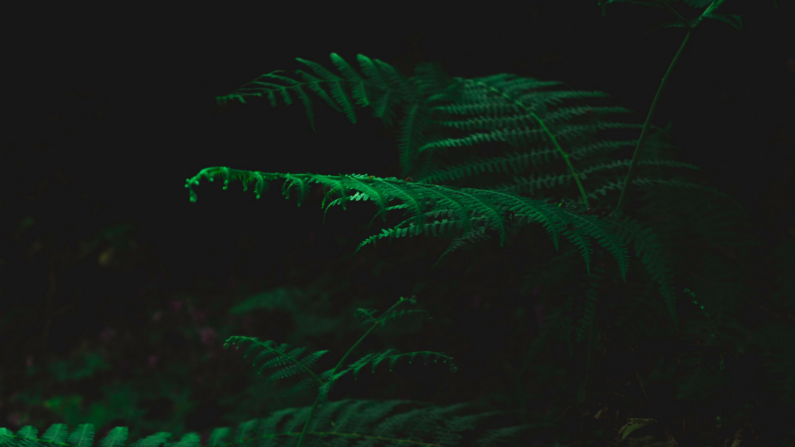 Download wallpaper 2560x1440 fern, dark, green, plant, leaves widescreen 16:9 HD background