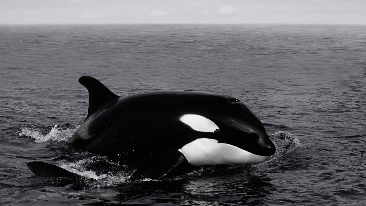 Download Black And White Orca Wallpaper