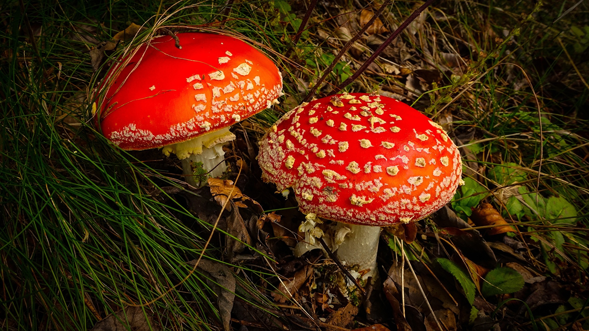 Desktop Wallpaper 2 Nature Amanita Mushrooms nature 1920x1080