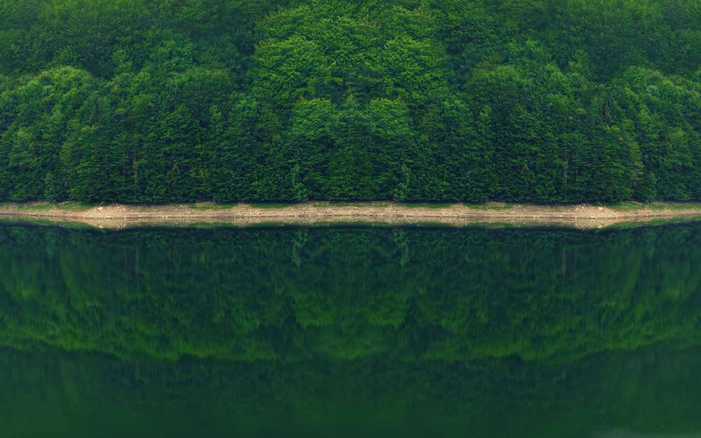 Dark Green Forest MacBook Air Wallpaper Download