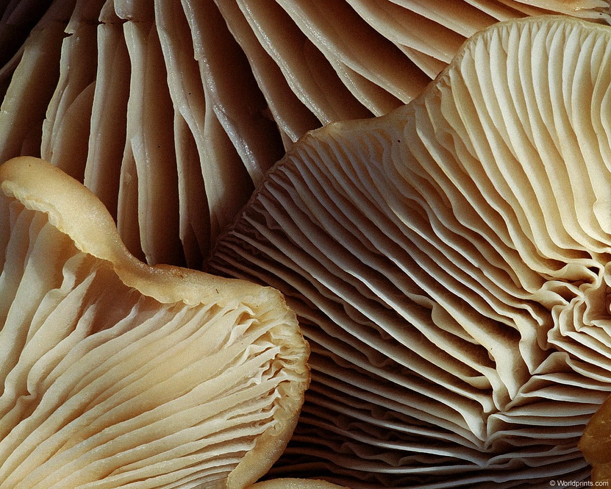 Oyster mushroom wallpaper HD. Download Free background