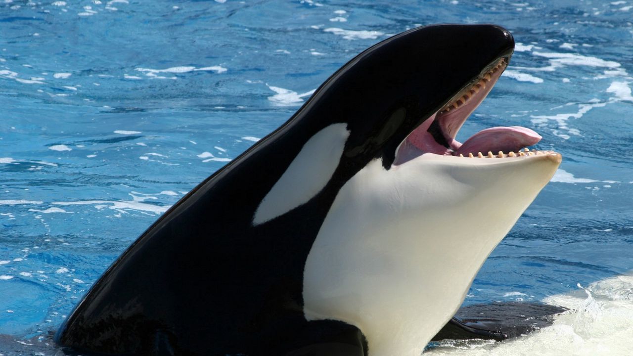 Wallpaper whale, orca, sea hd, picture, image