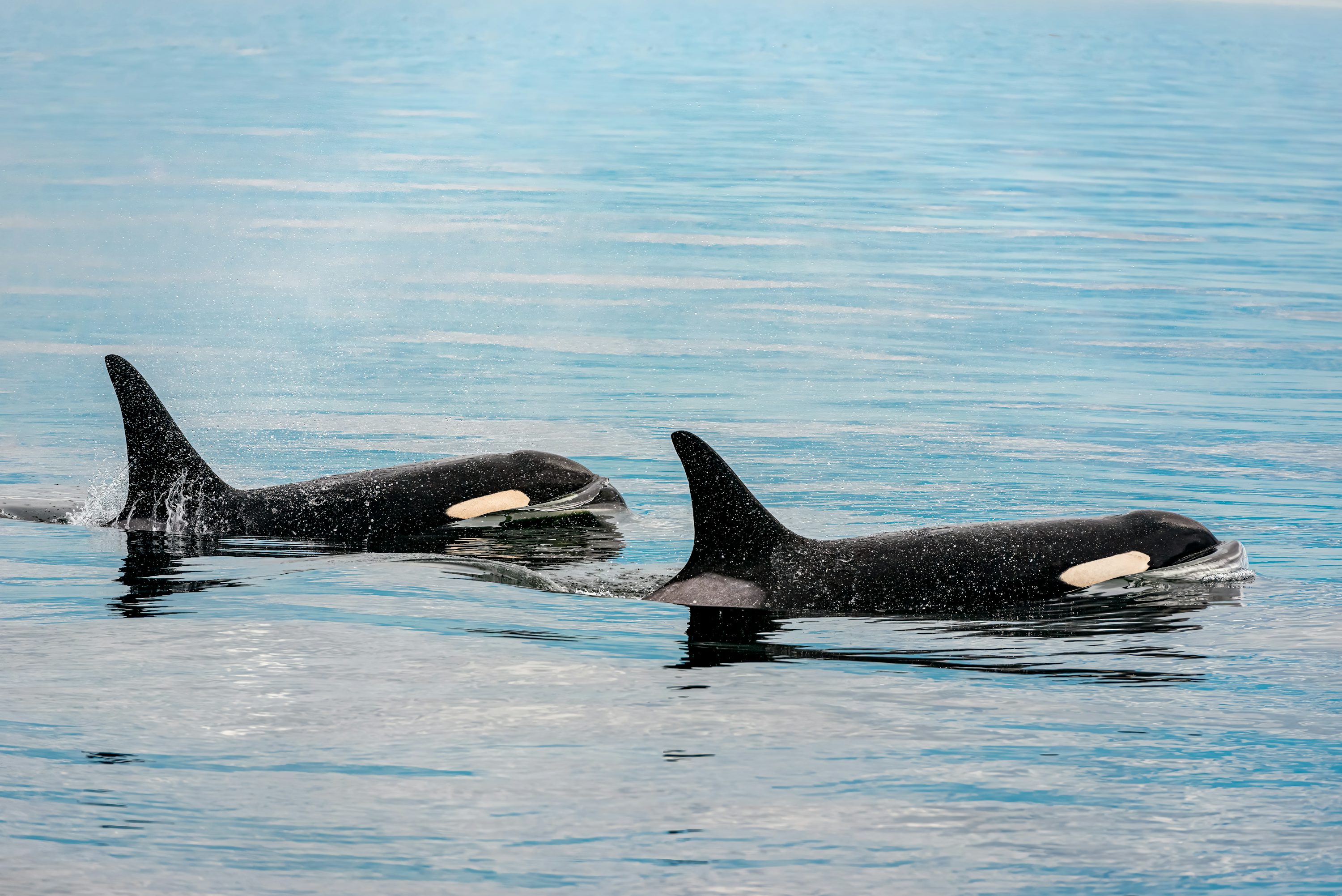 Orca Picture. Download Free Image