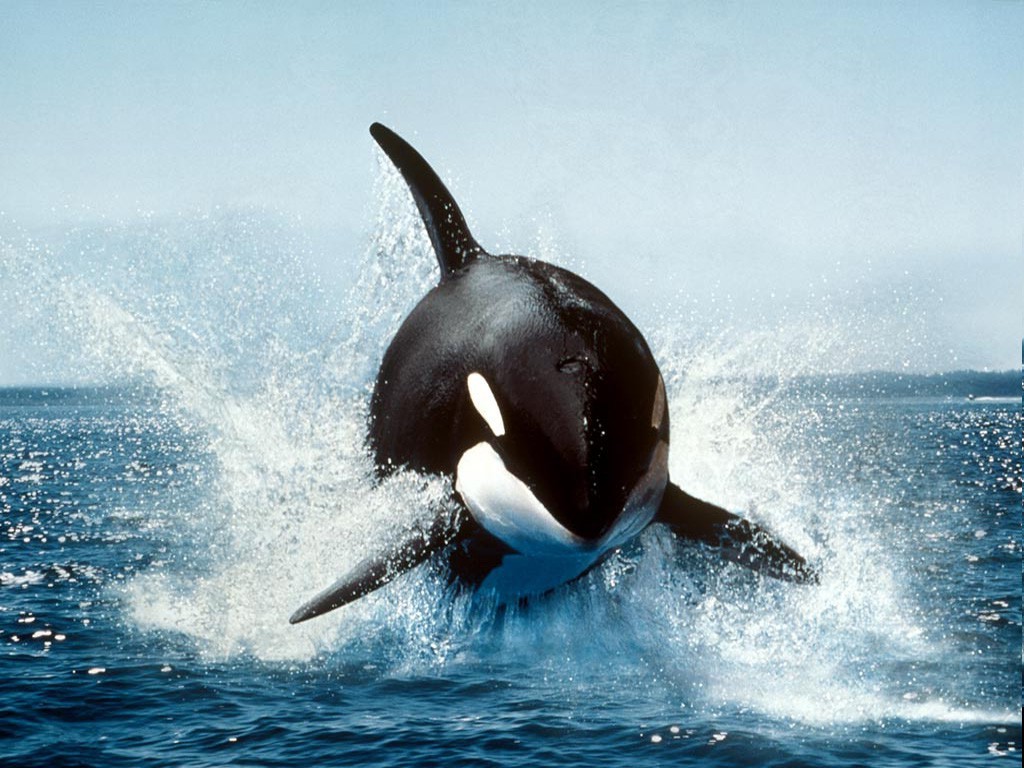 whale orca Wallpaper HD / Desktop and Mobile Background
