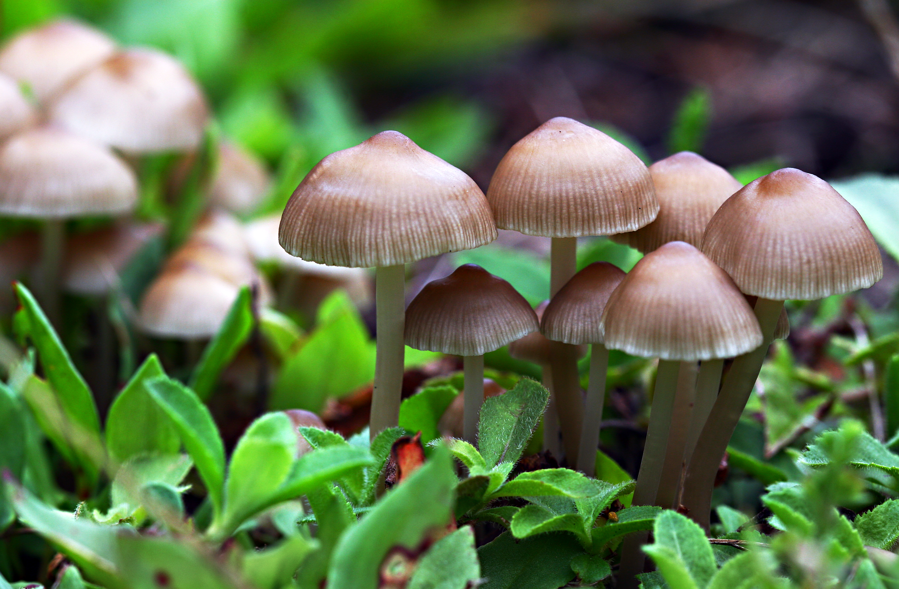 Mushroom 27533 Best Free Desktop HD Wallpaper Lives In Land Wallpaper & Background Download