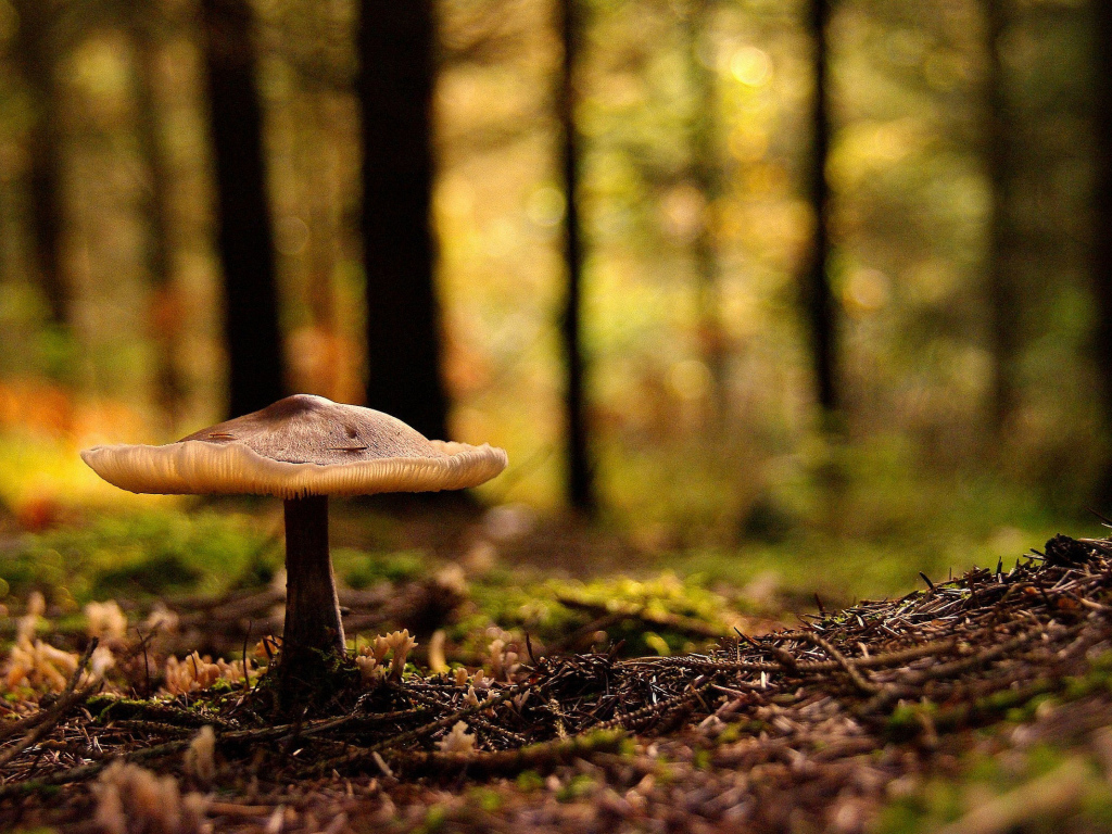 Forest Mushroom Desktop wallpaper 1024x768