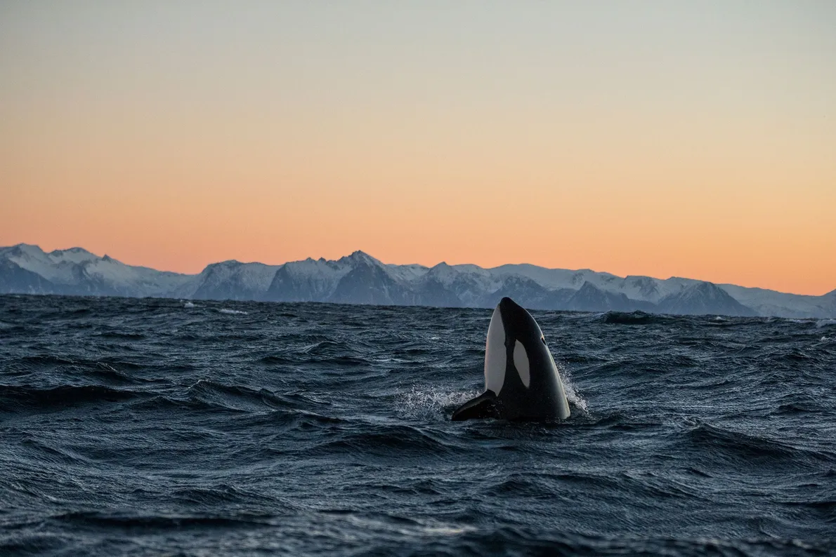 Las mejores imágenes de orcas de 'National Geographic'