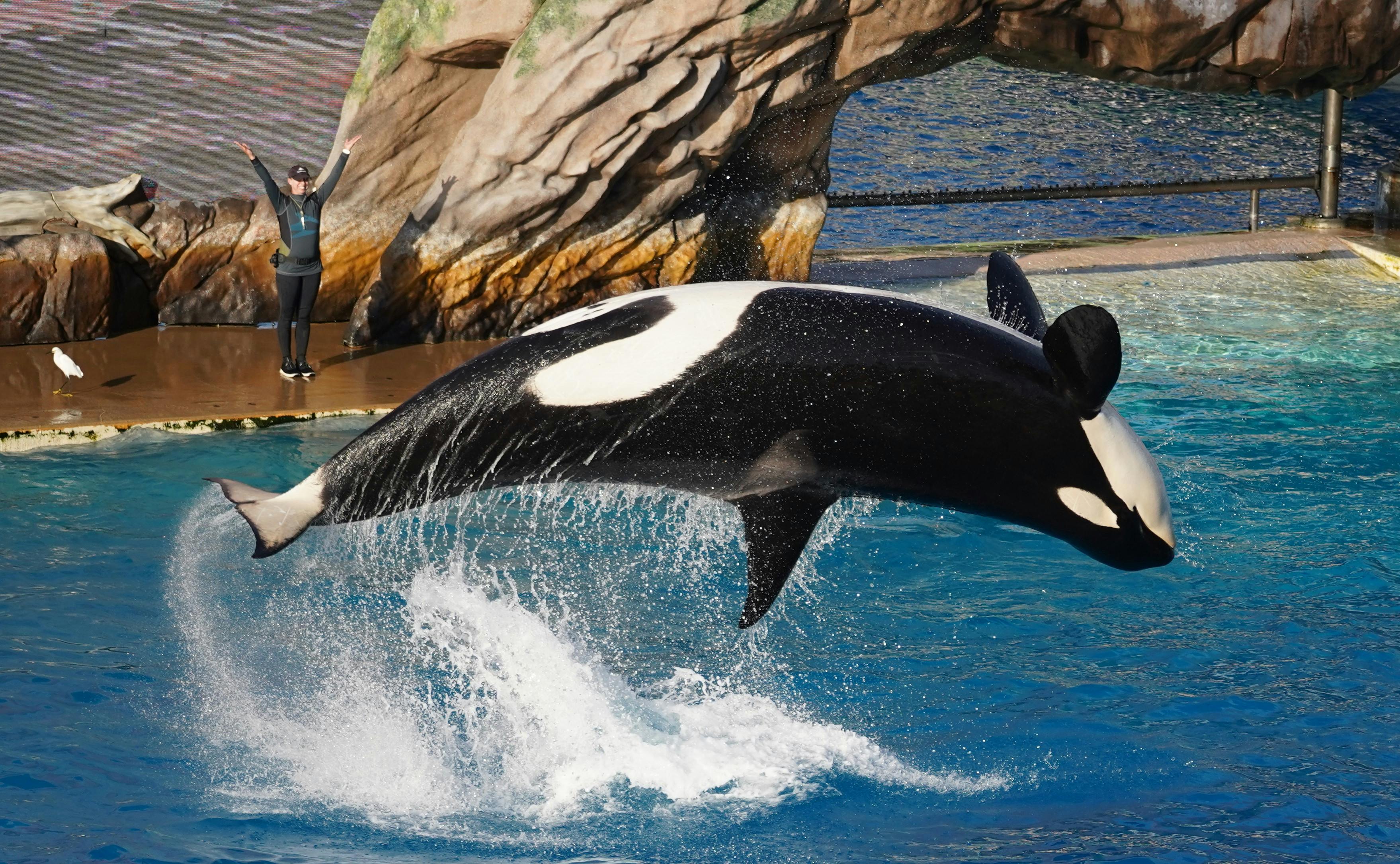 Close Up Shot Of An Orca At The SeaWorld · Free