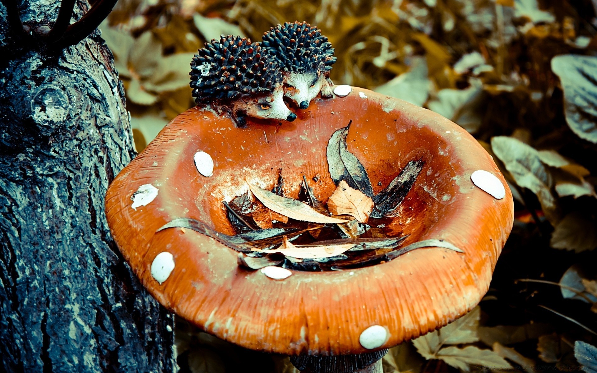 Two hedgehogs decided to have a snack with a mushroom