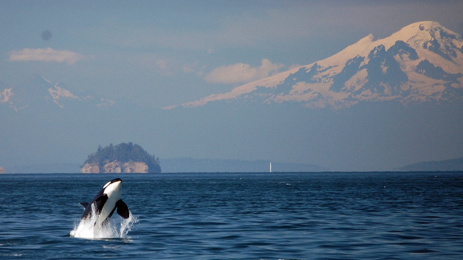 Need a Moment of Conservation Zen? We've Got Orca Sounds. Green Science