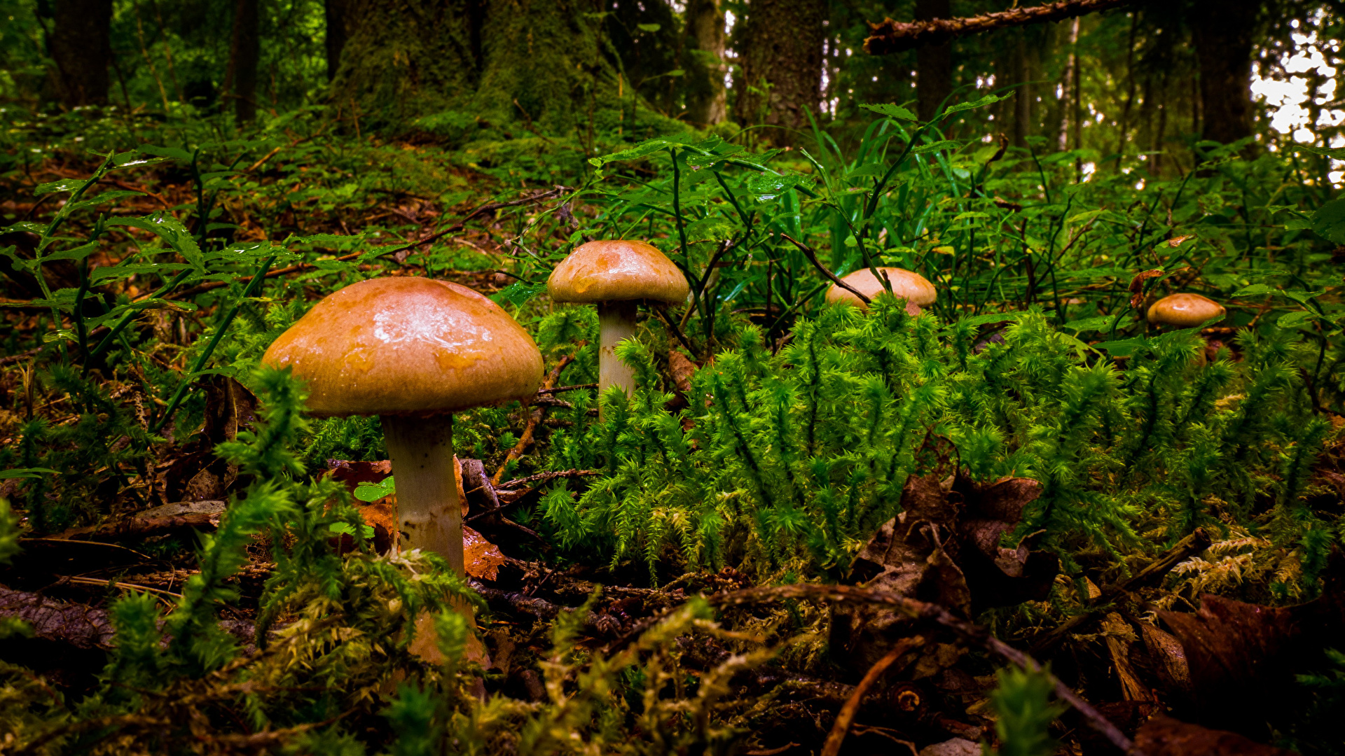 Desktop Wallpaper Nature forest Mushrooms nature Closeup 1920x1080