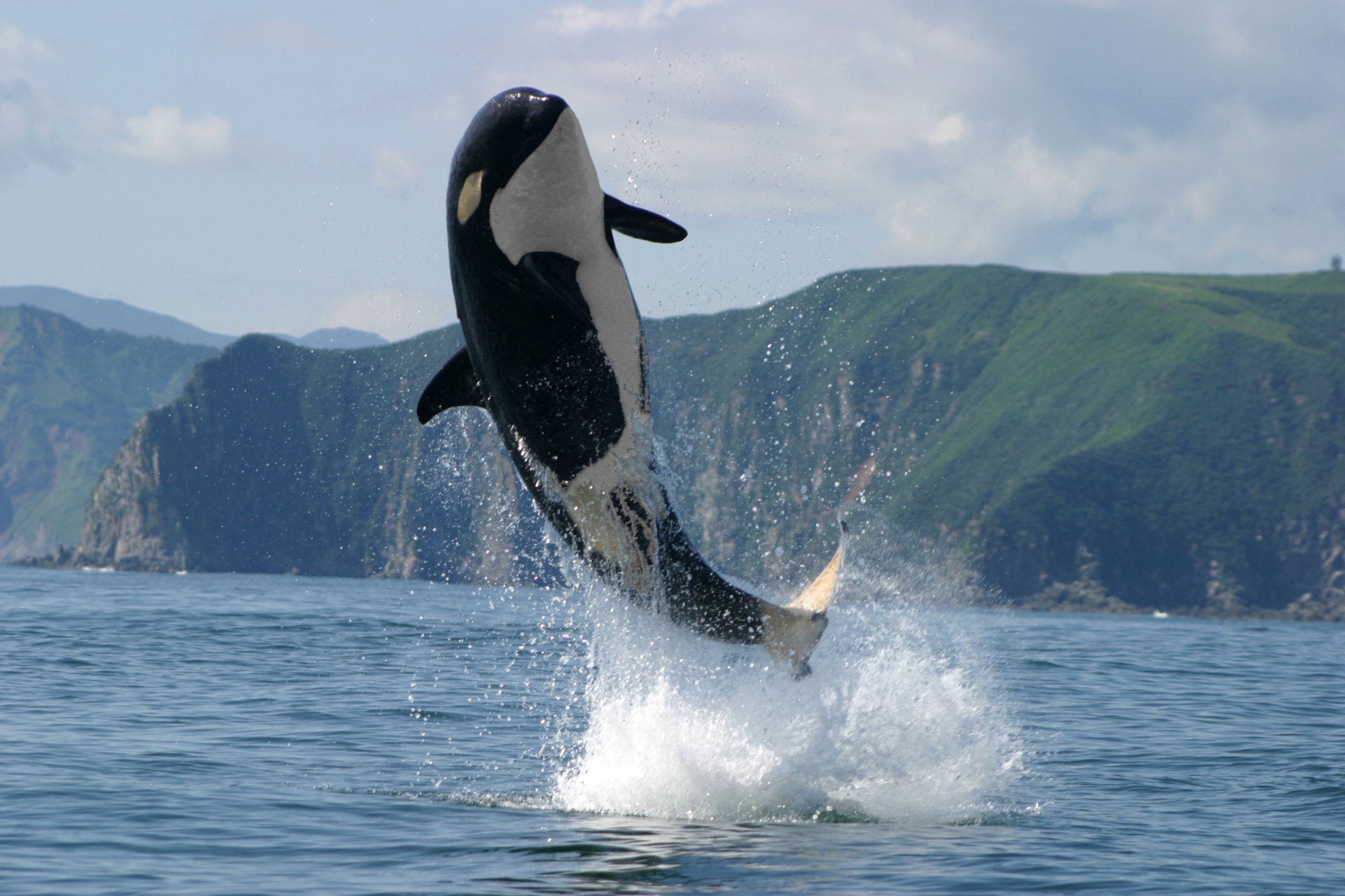 Killer whale wallpaper on Desktop