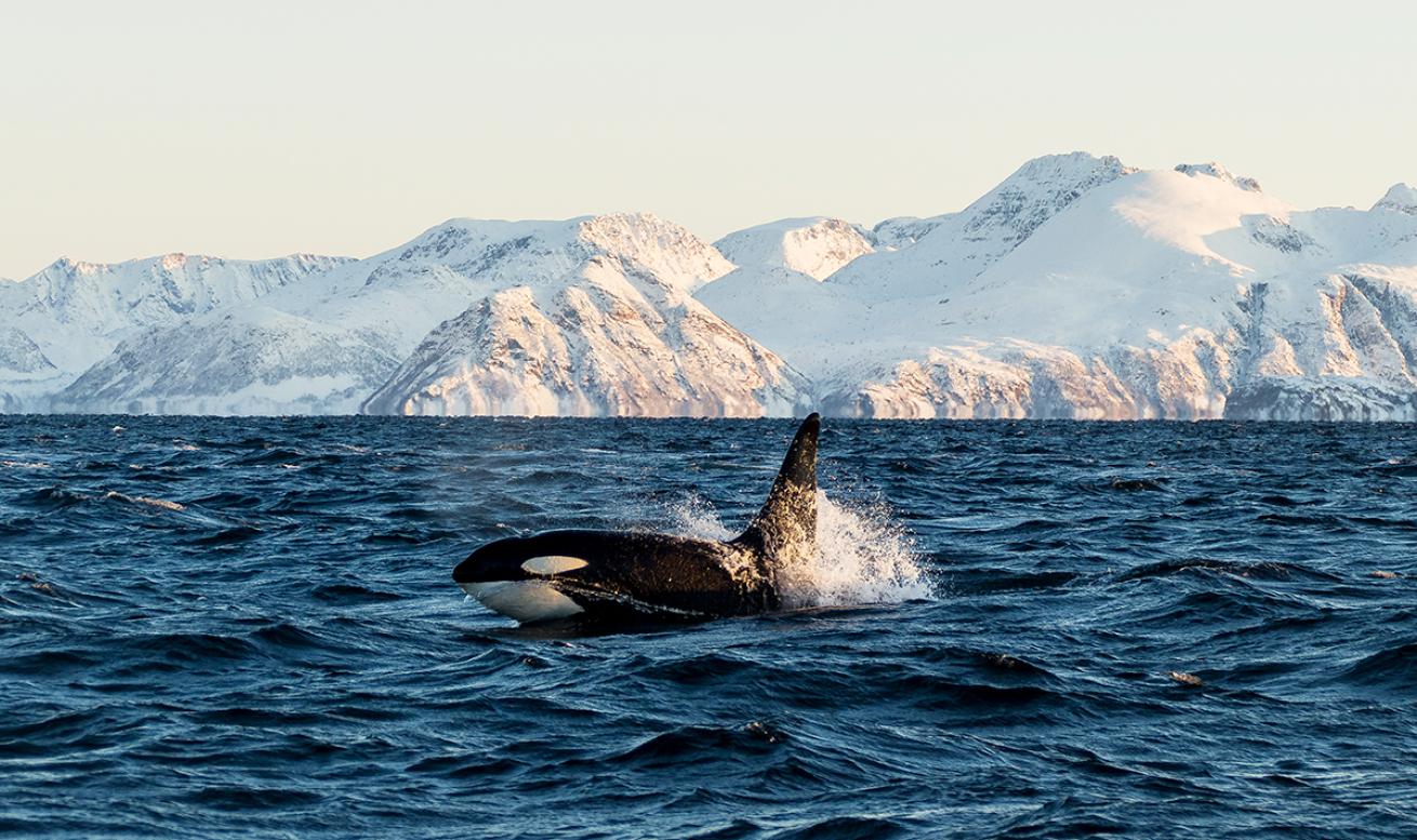 Find the Best Places to Swim with Whales